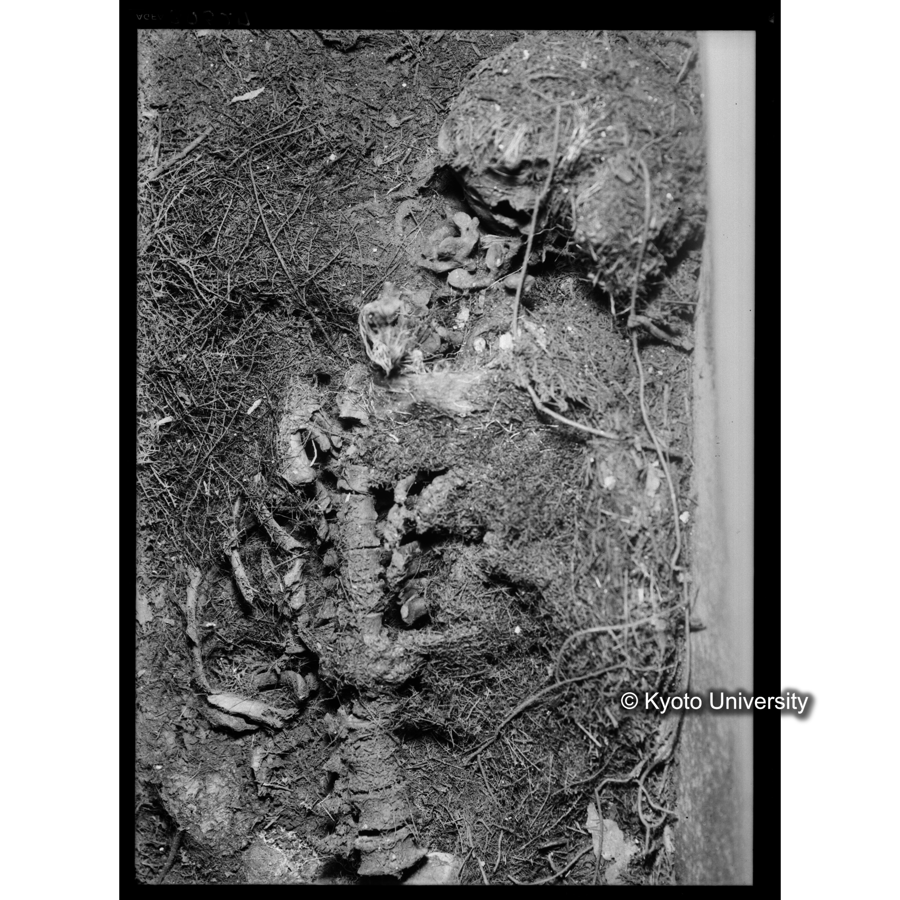 [写真内容] 棺内頭部状態　頭蓋と金糸 (1)