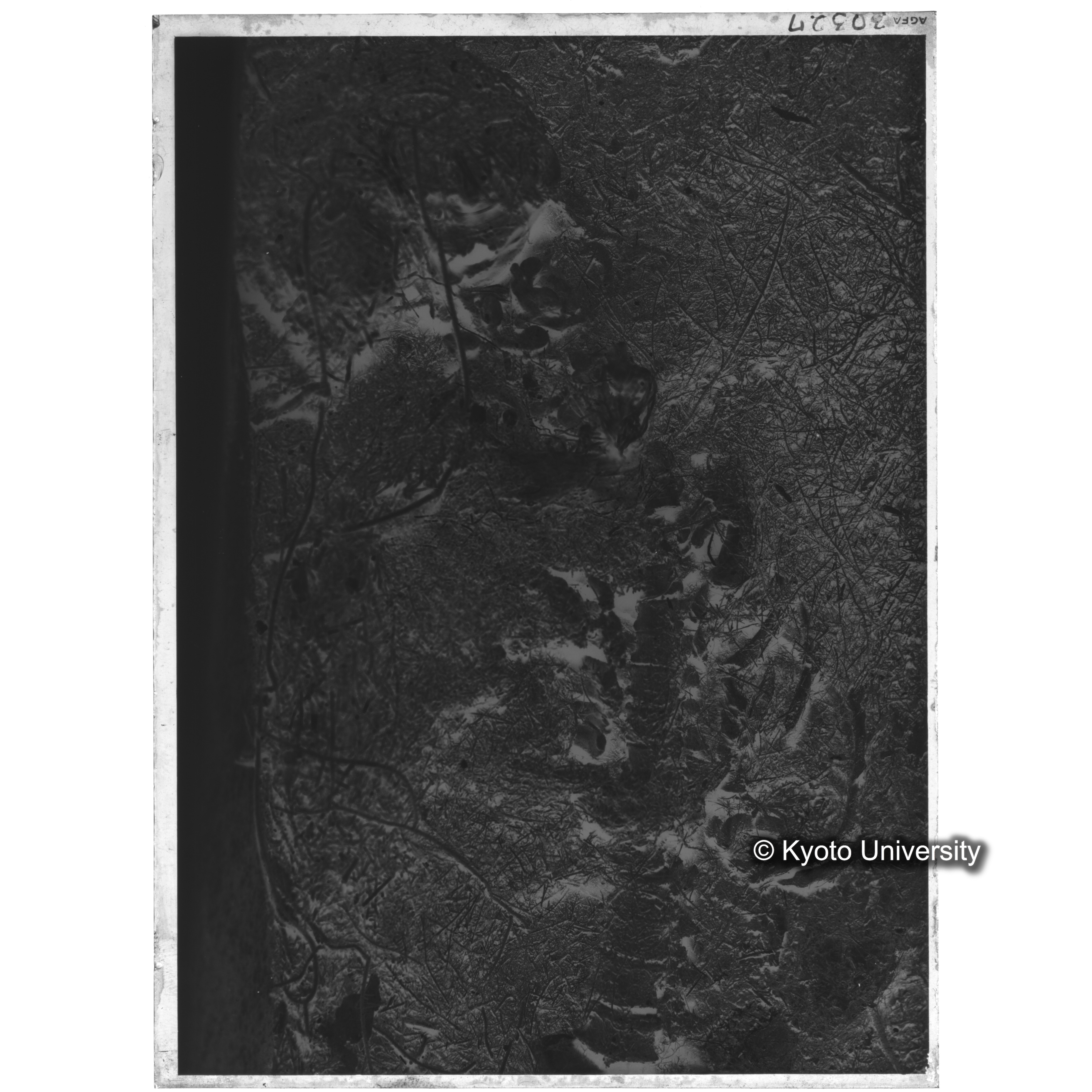 [写真内容] 棺内頭部状態　頭蓋と金糸 (2)