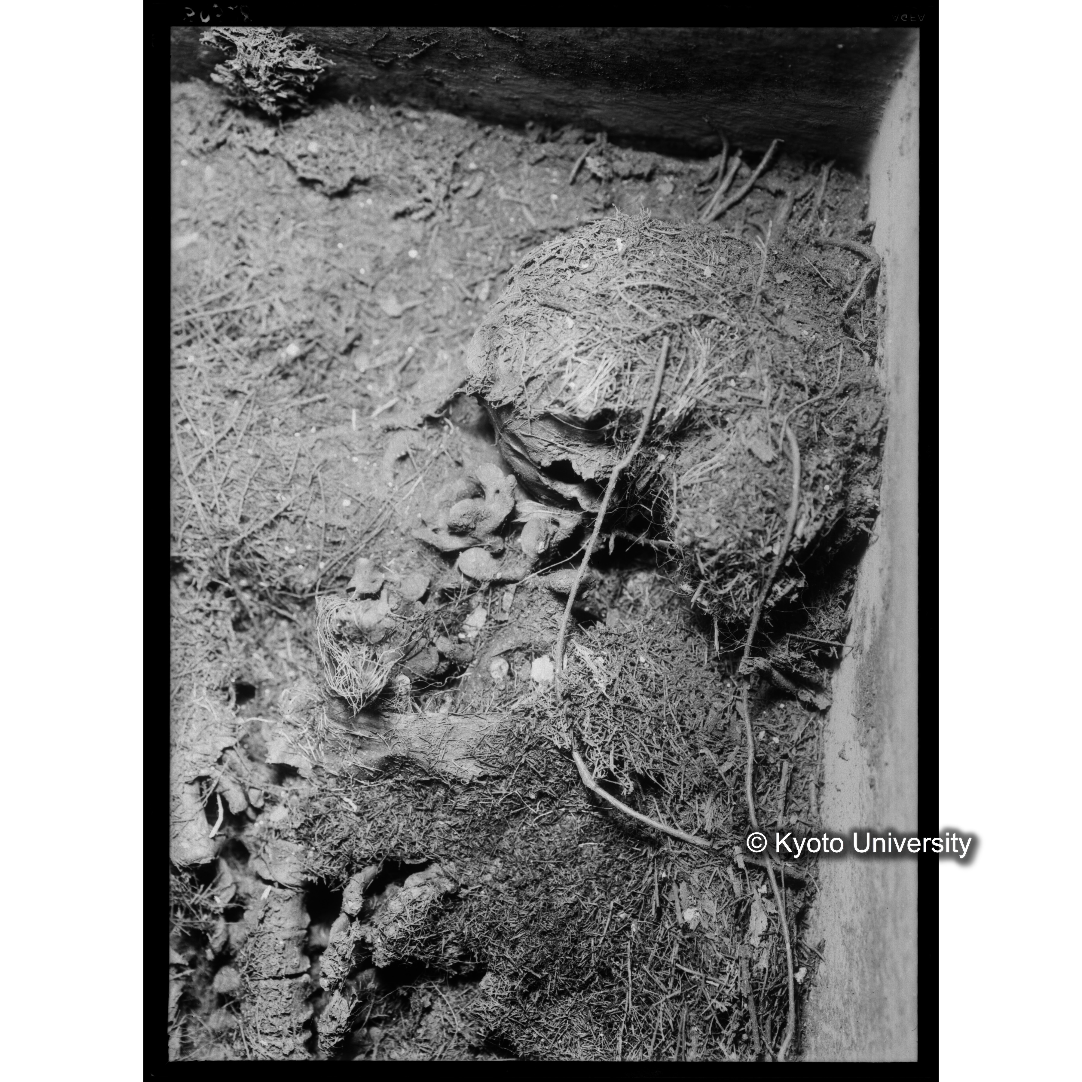 [写真内容] 棺内頭部状態　頭蓋と金糸 (1)