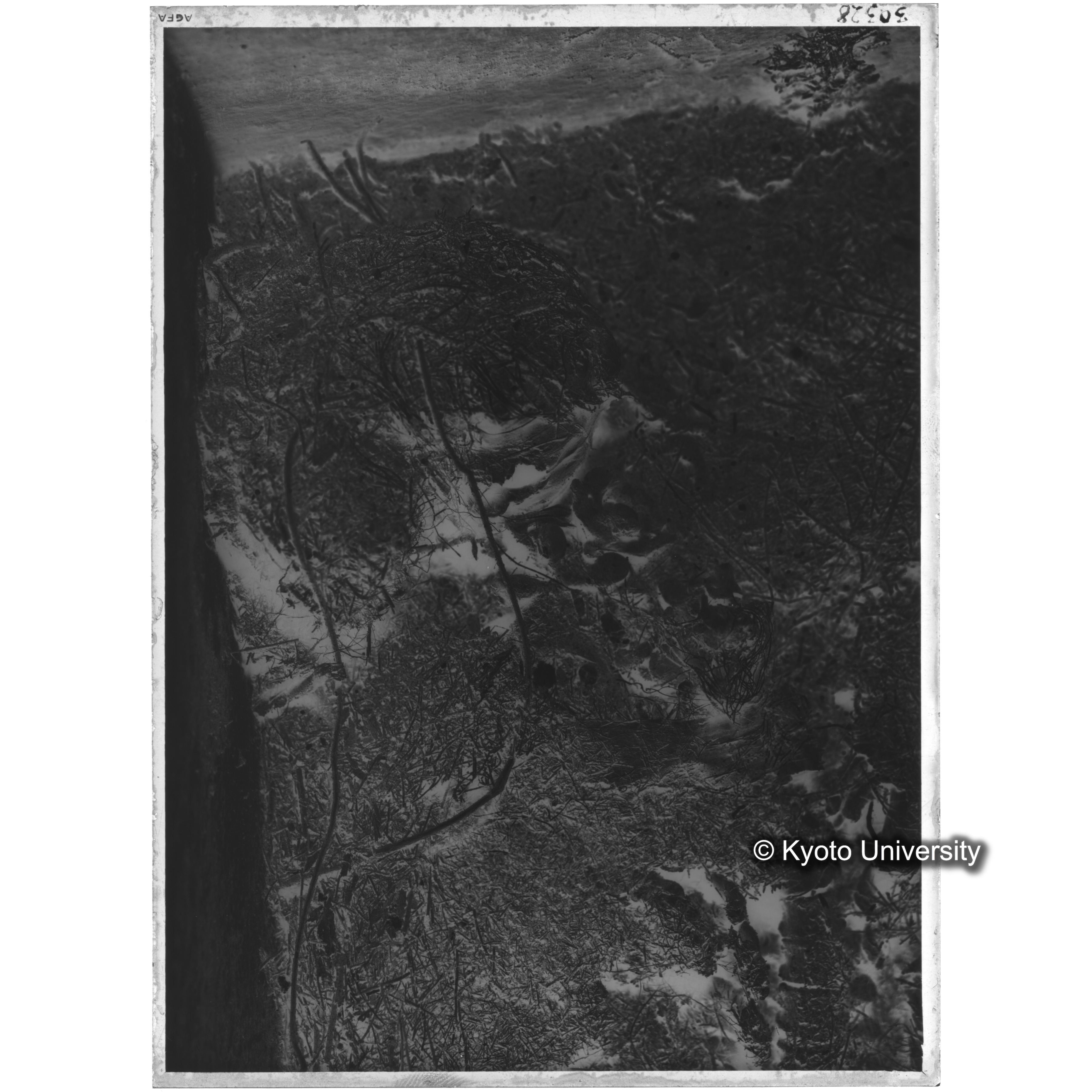 [写真内容] 棺内頭部状態　頭蓋と金糸 (2)