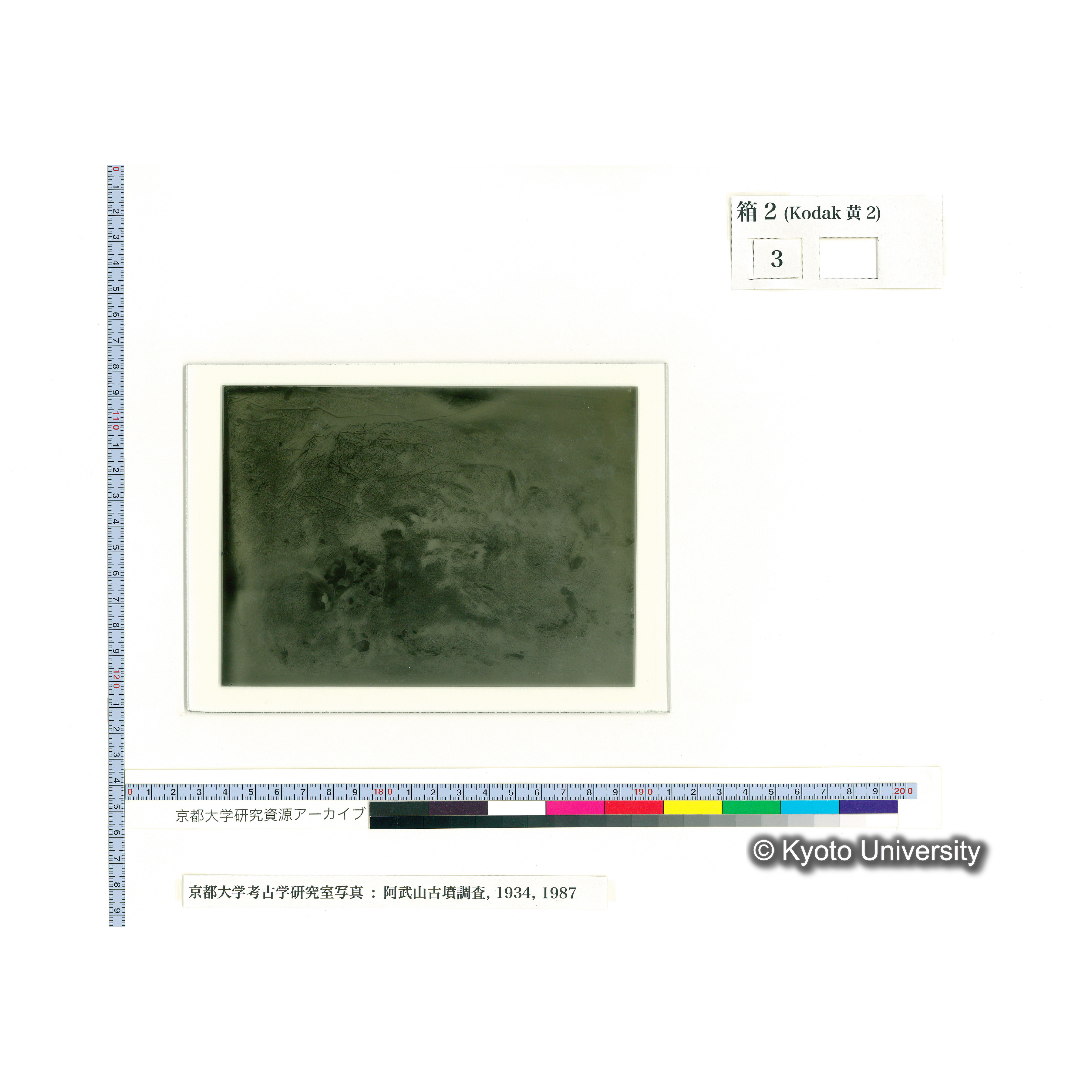 [乾板] 頭部から胸部 (1)