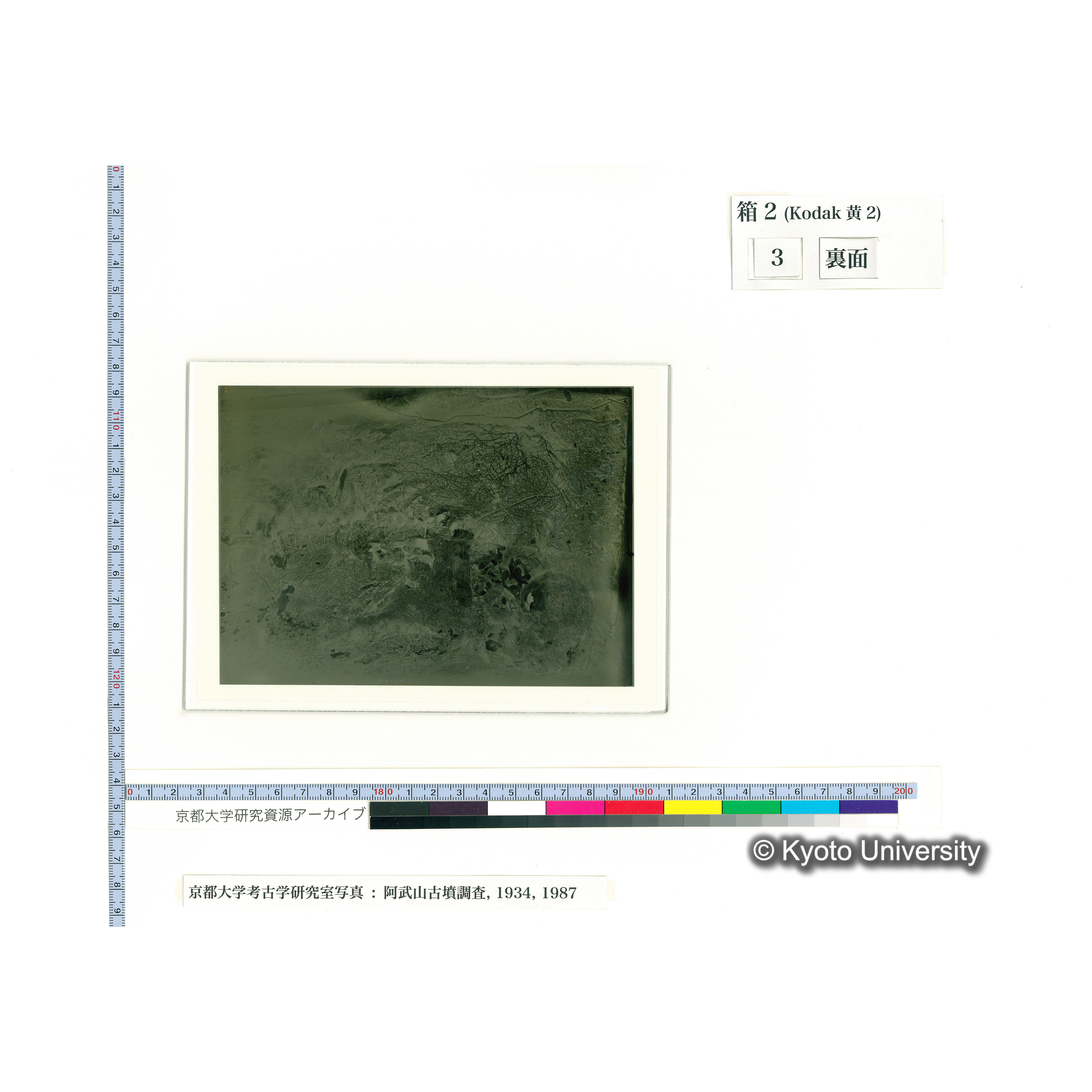 [乾板] 頭部から胸部 (2)