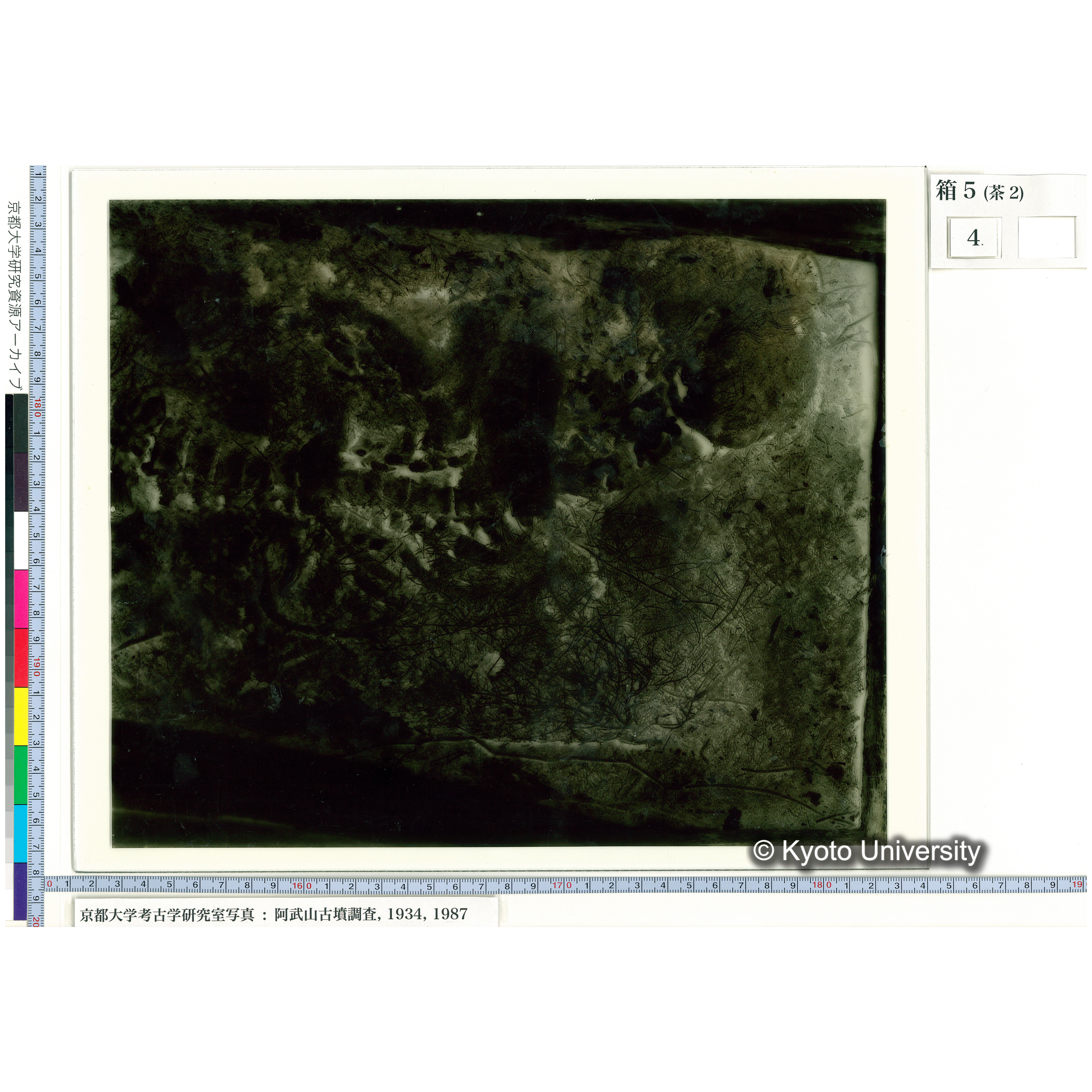 [乾板] 頭部から胸部１ (1)