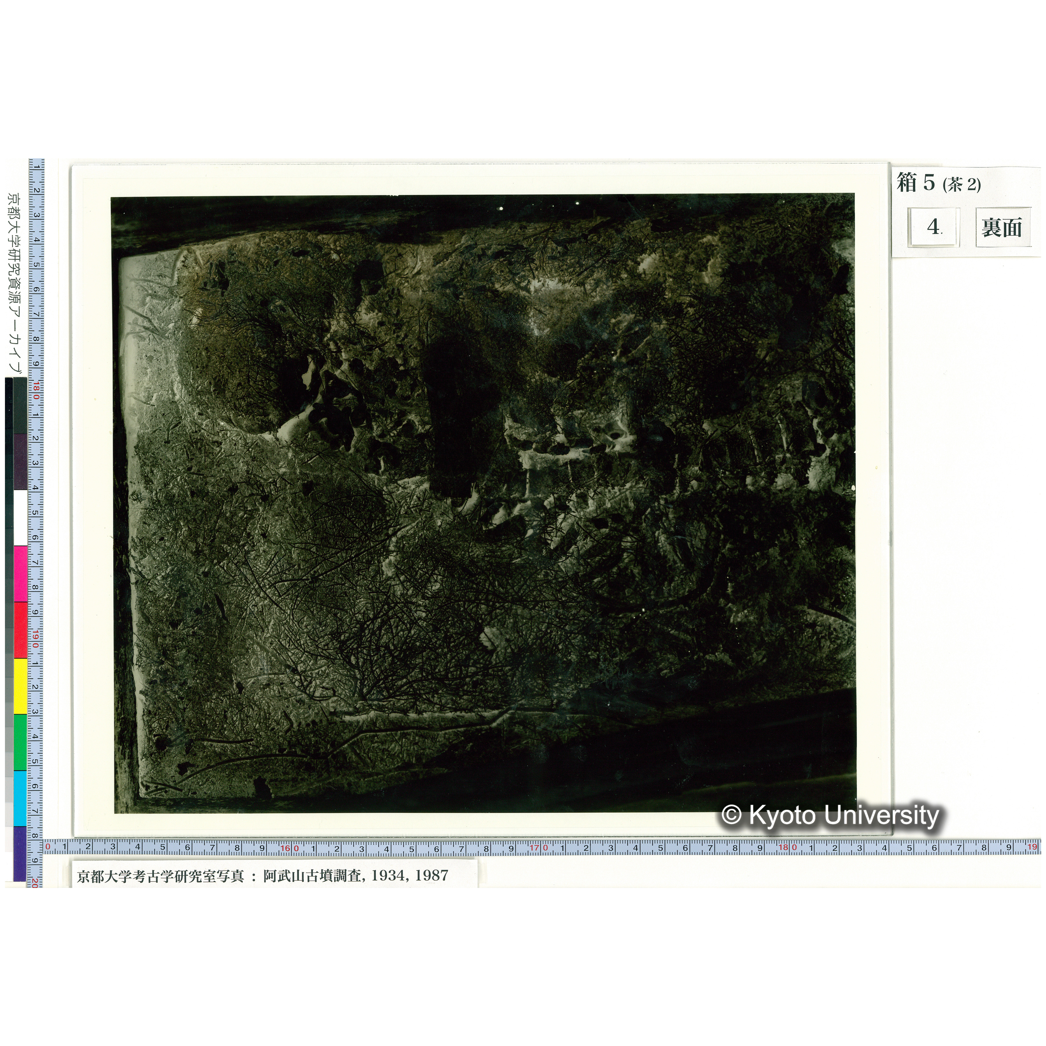 [乾板] 頭部から胸部１ (2)