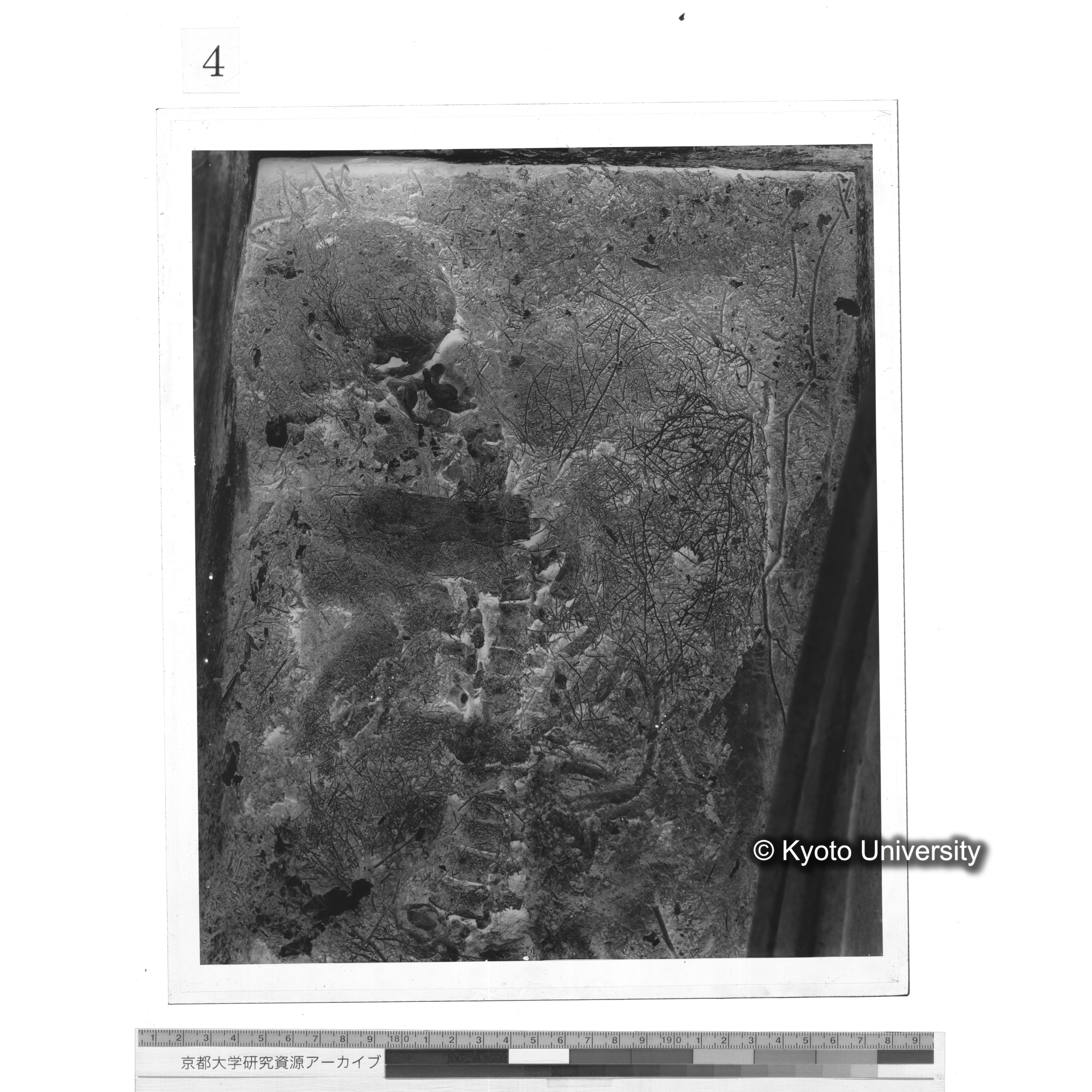 [写真内容] 頭部から胸部１ (1)