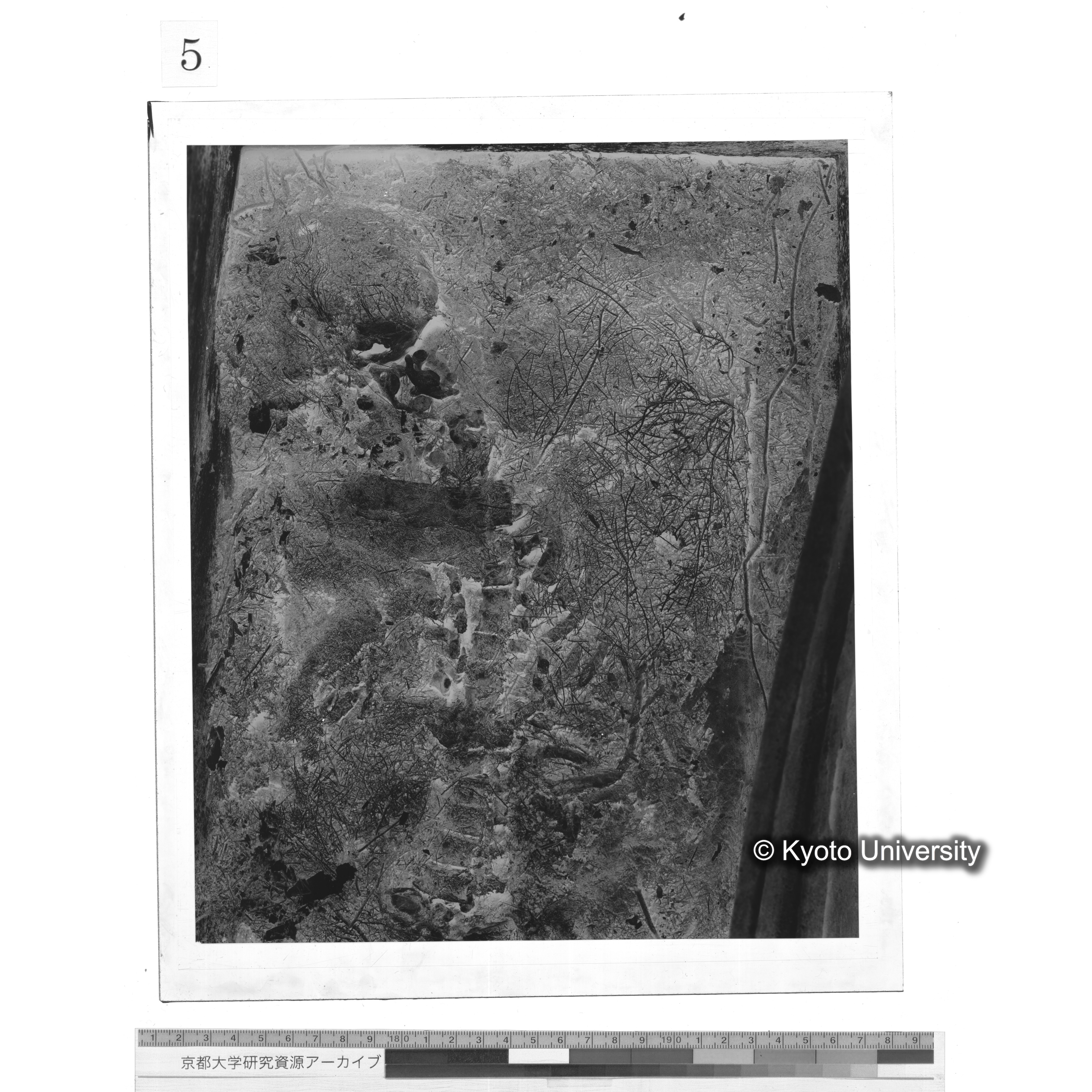 [写真内容] 頭部から胸部２ (1)