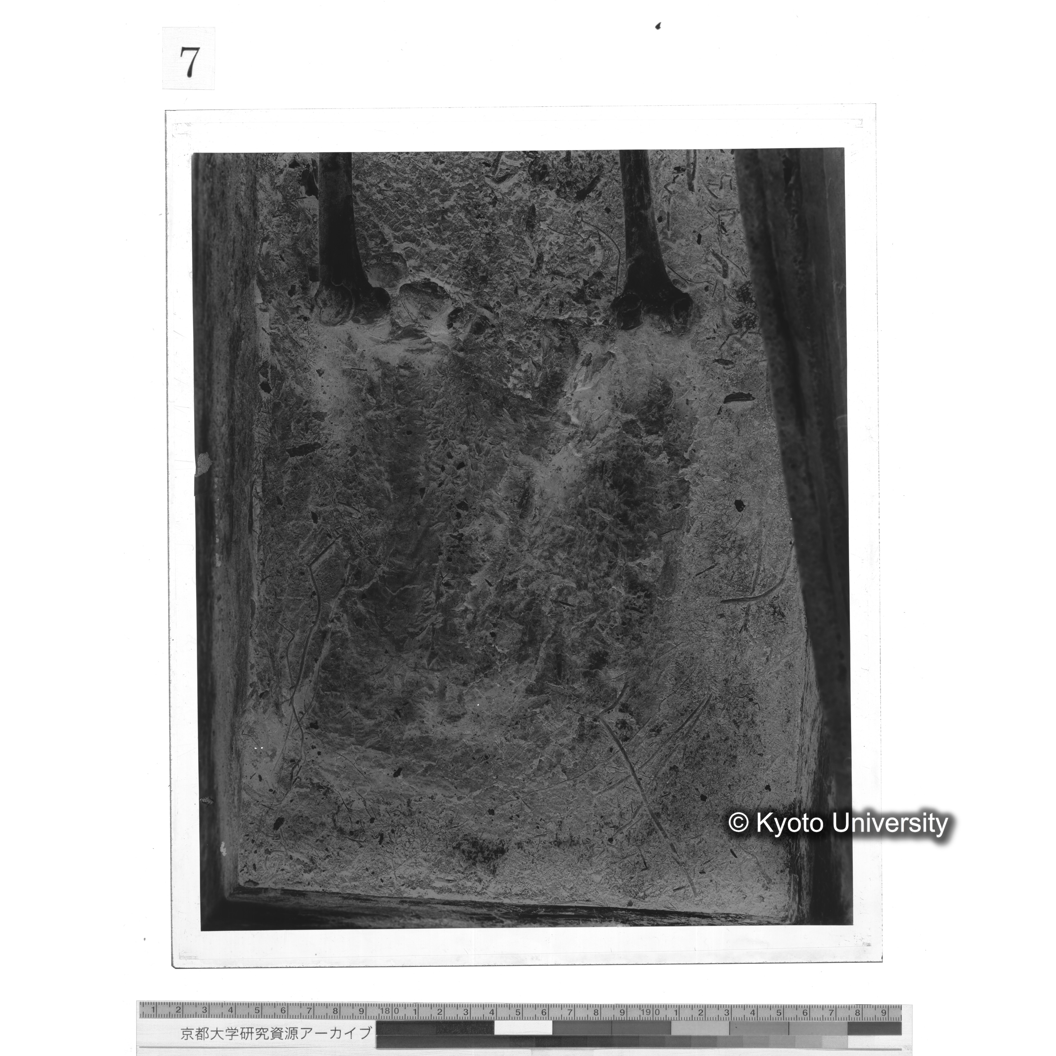 [写真内容] 足部 (1)
