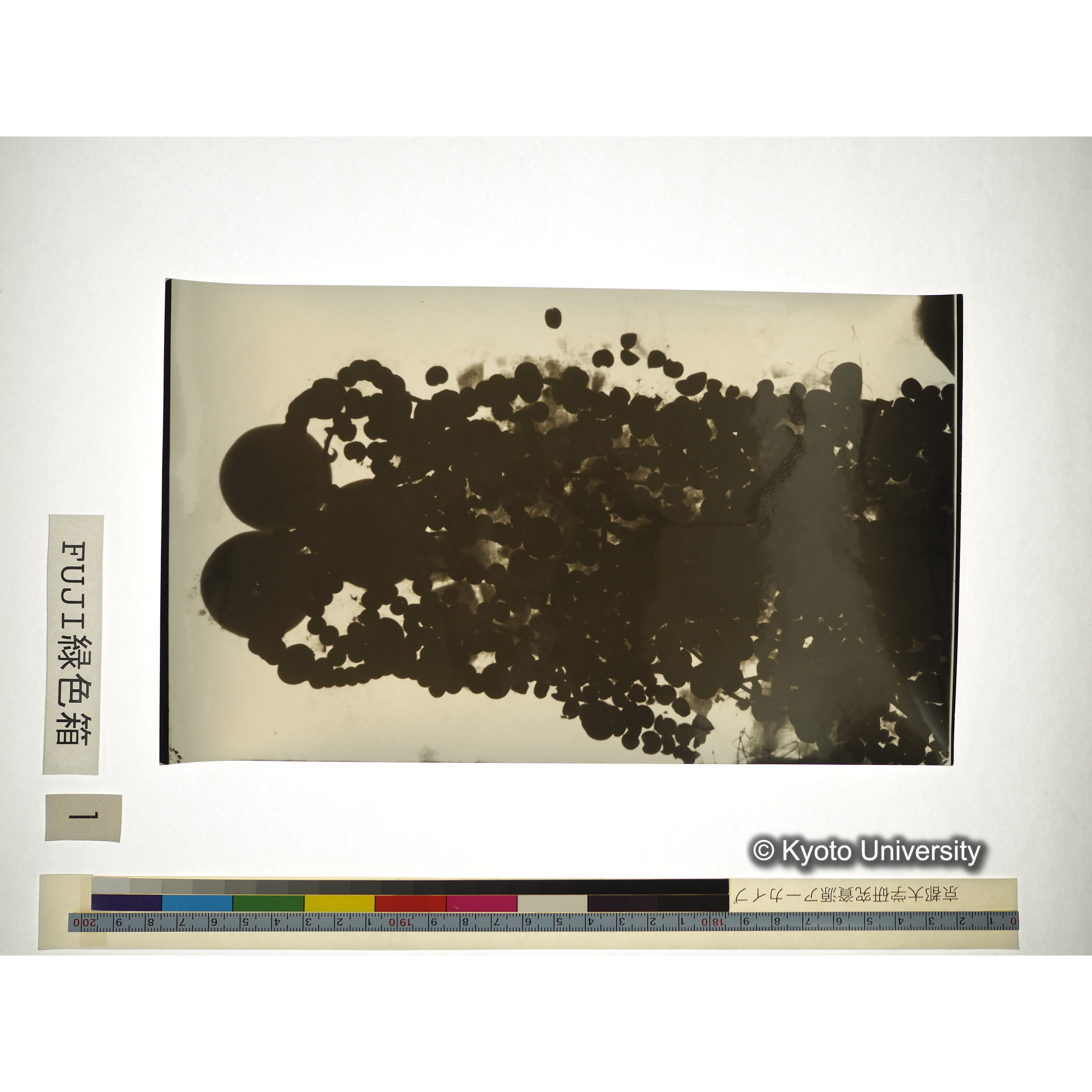 [プリント] 玉枕レントゲン１ (1)