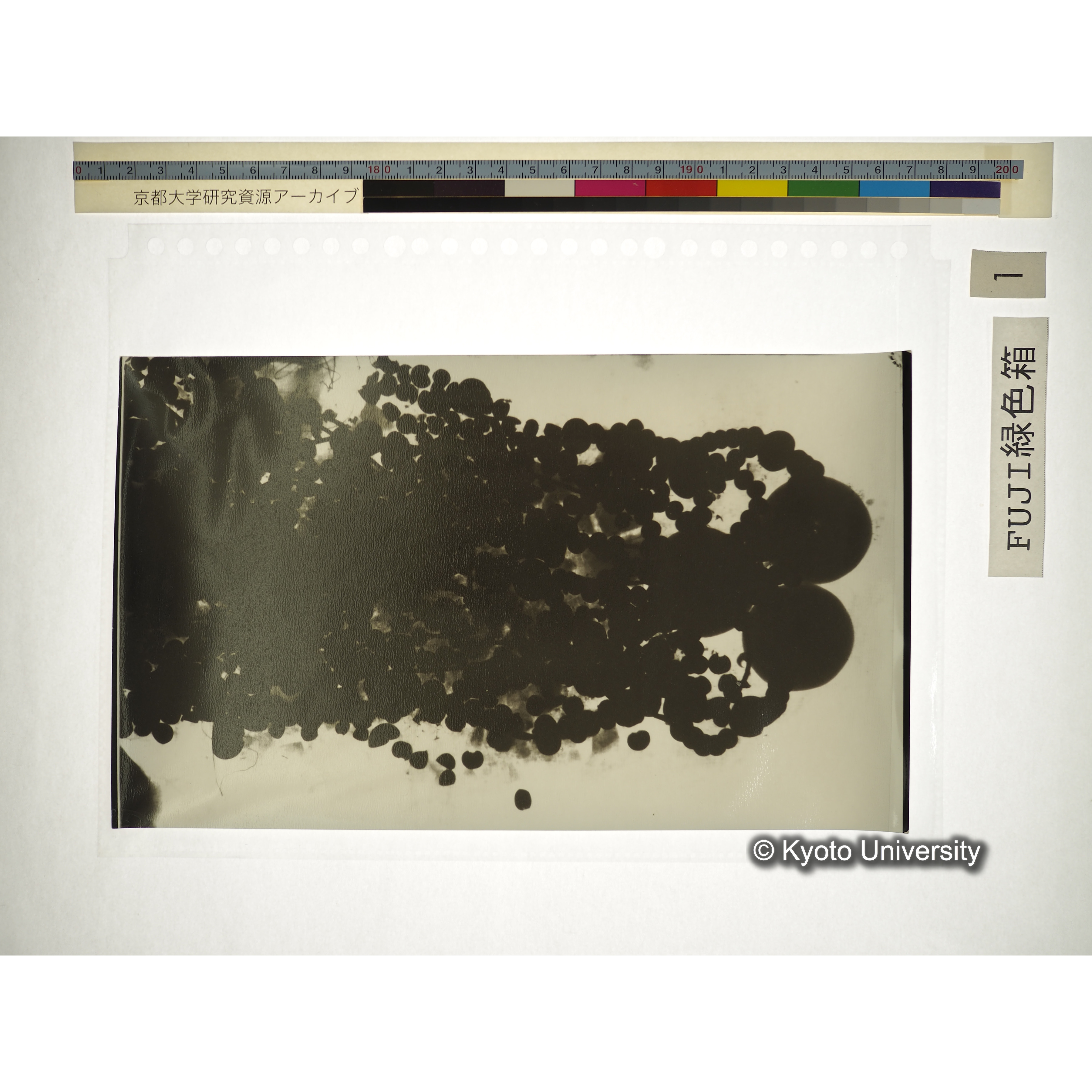 [プリント] 玉枕レントゲン１ (2)