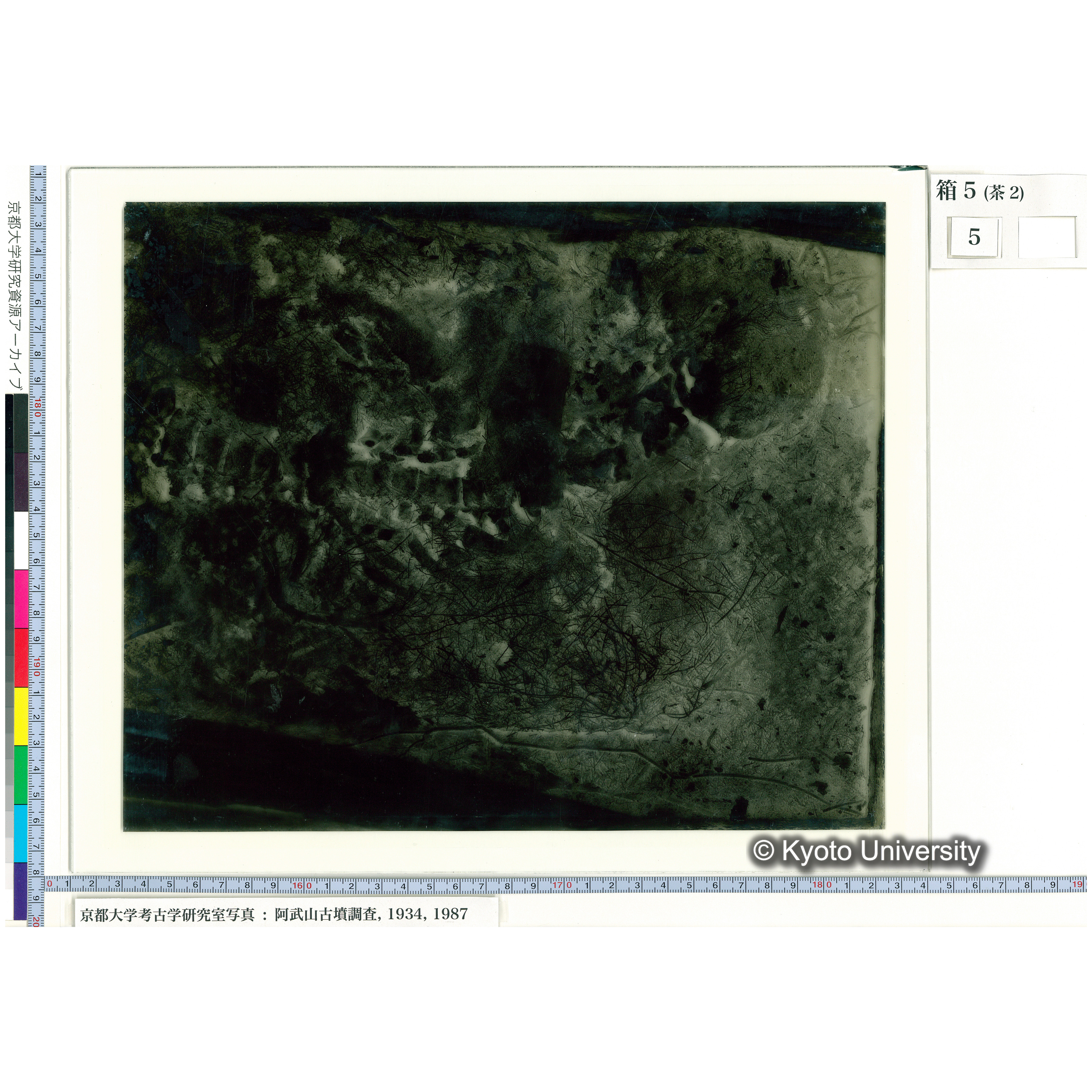 [乾板] 頭部から胸部２ (1)