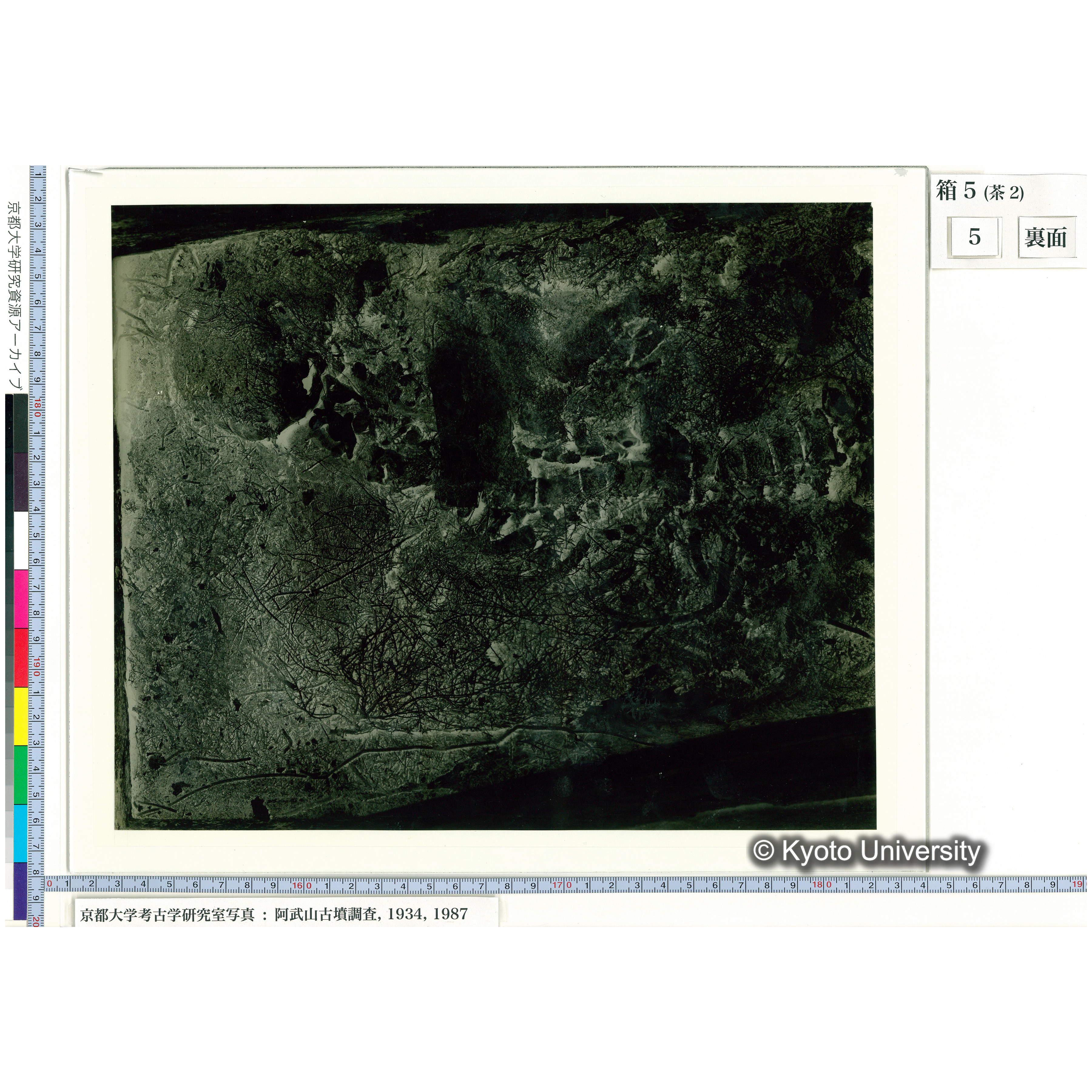 [乾板] 頭部から胸部２ (2)