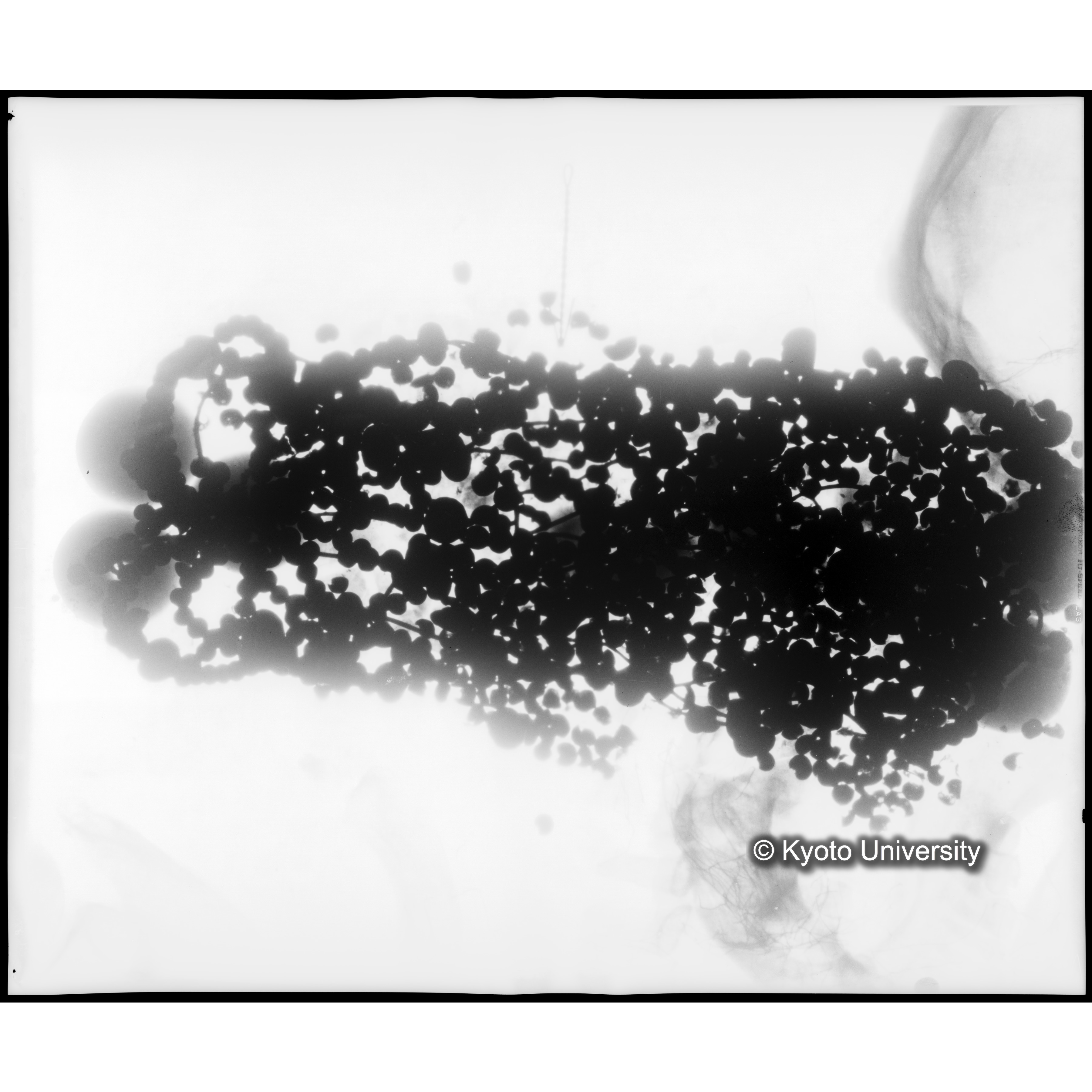 [写真内容] 玉枕レントゲン２ (1)