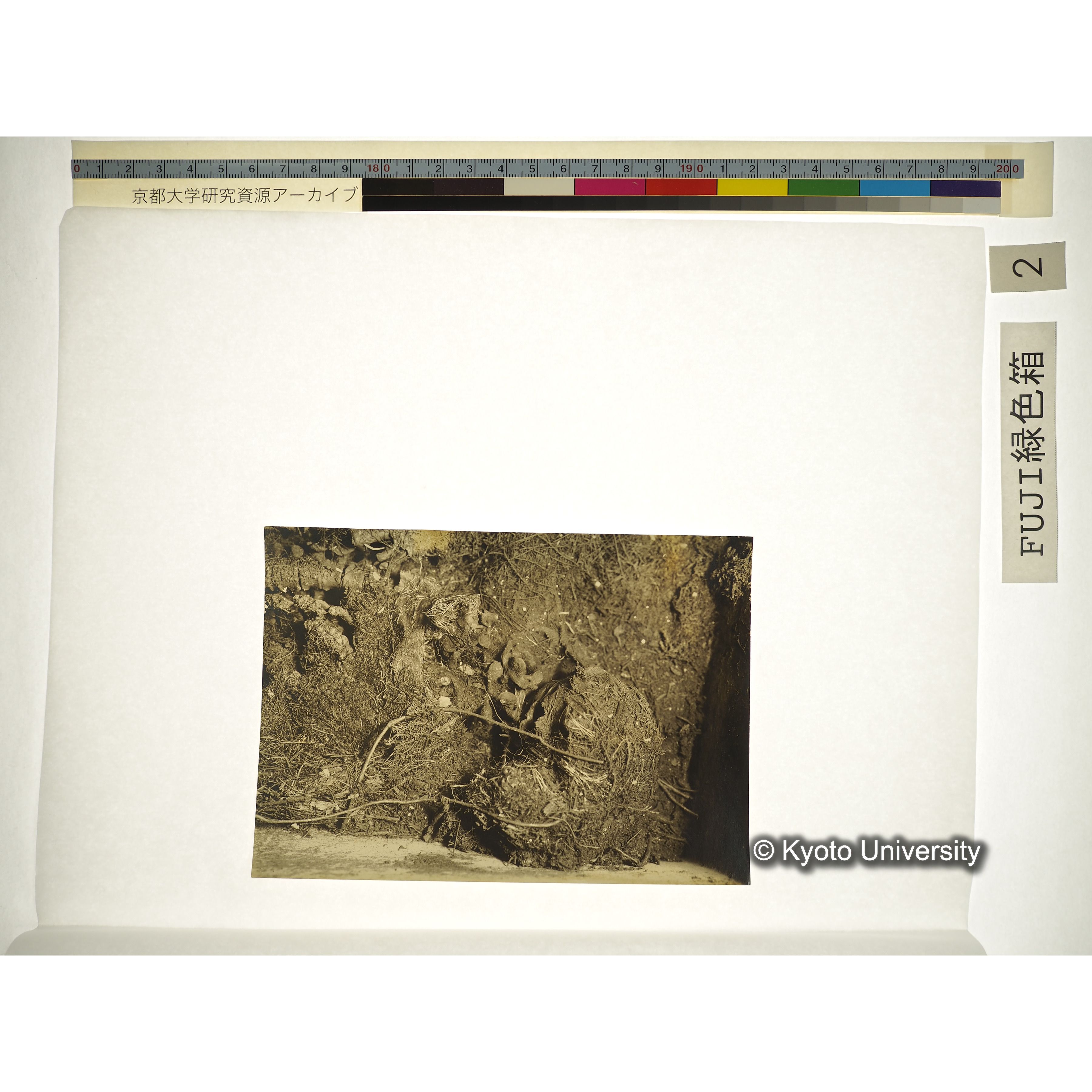 [プリント] 棺内頭部 (3)