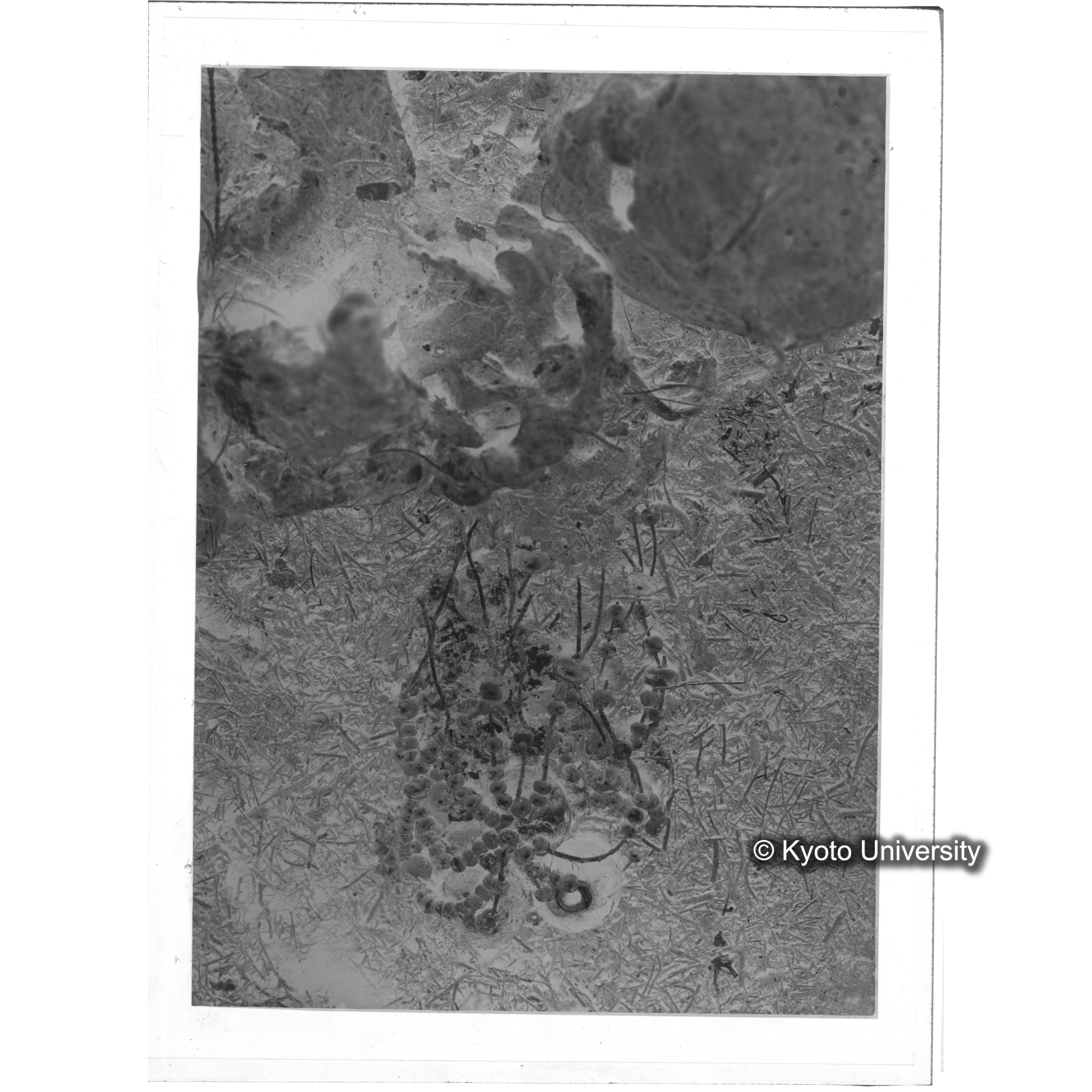 [写真内容] 玉枕 (2)