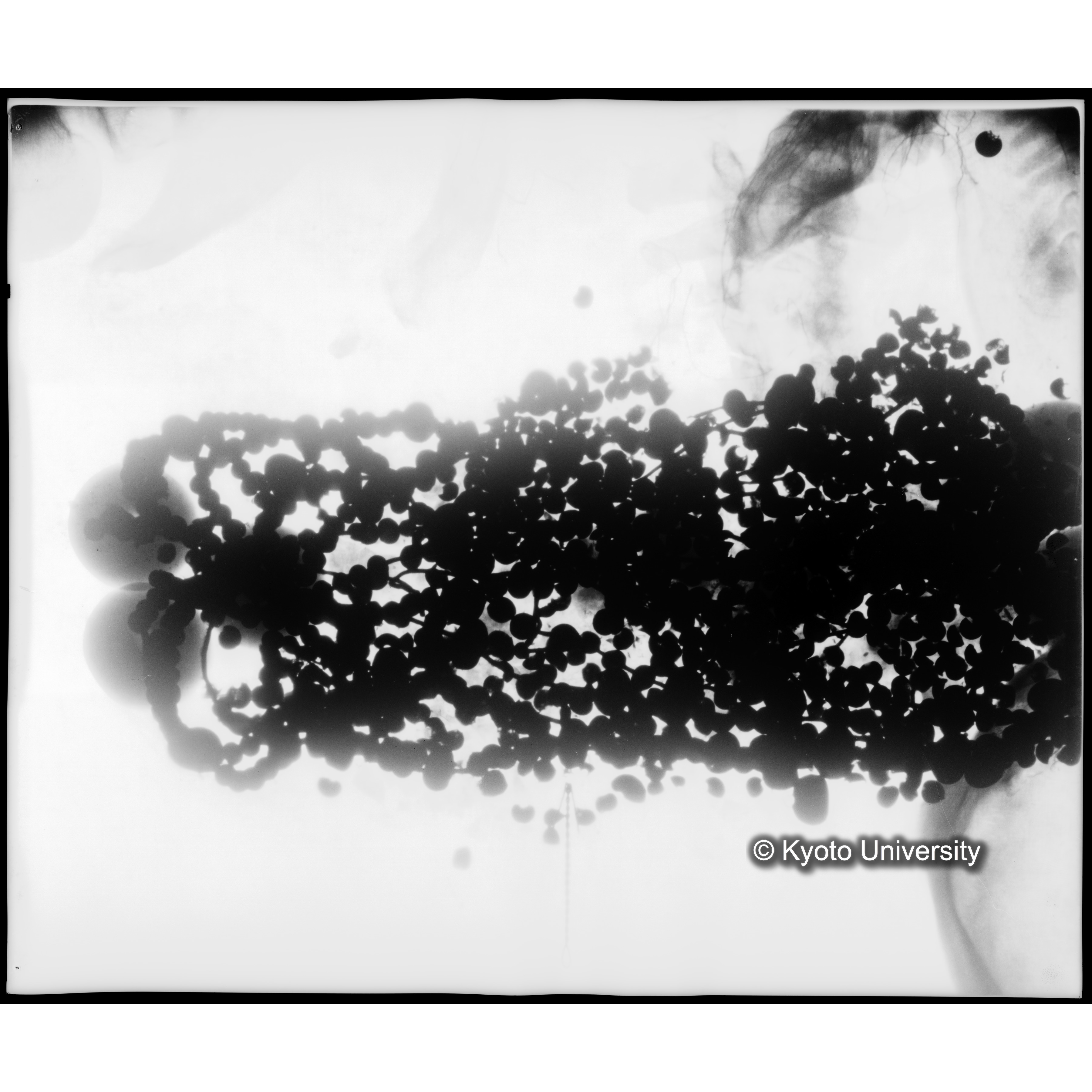 [写真内容] 玉枕レントゲン３ (1)