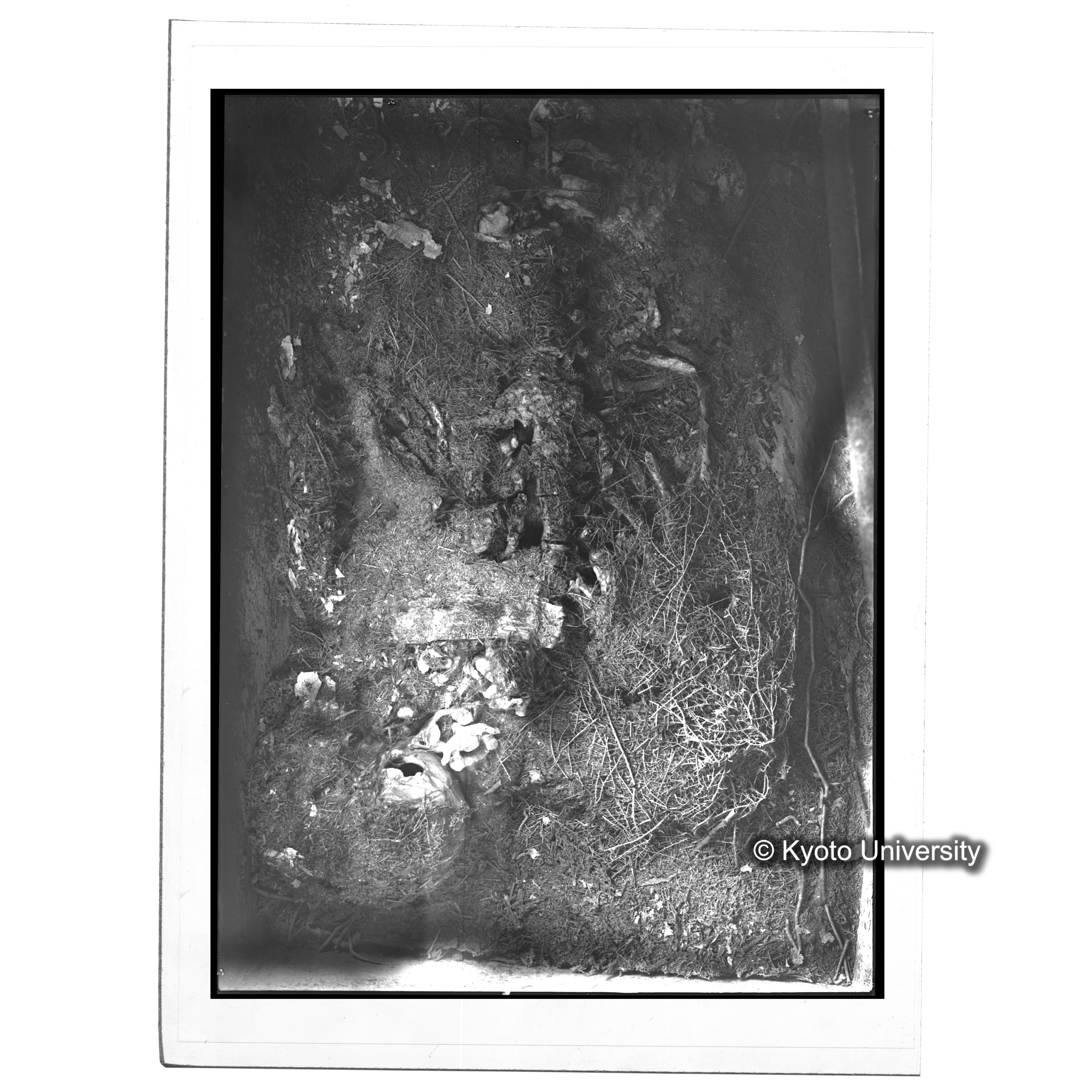[写真内容] 頭部から胸部 (1)