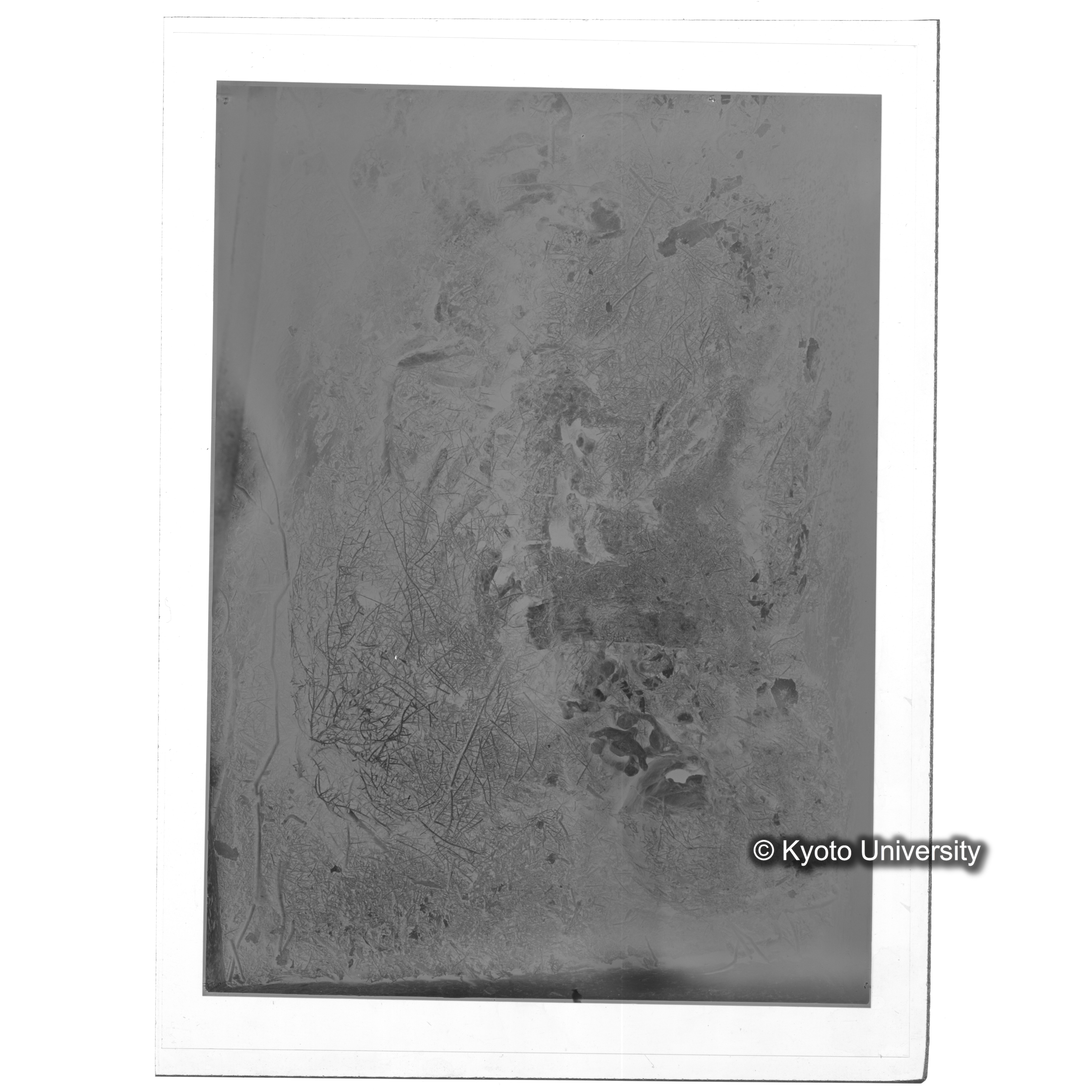 [写真内容] 頭部から胸部 (2)