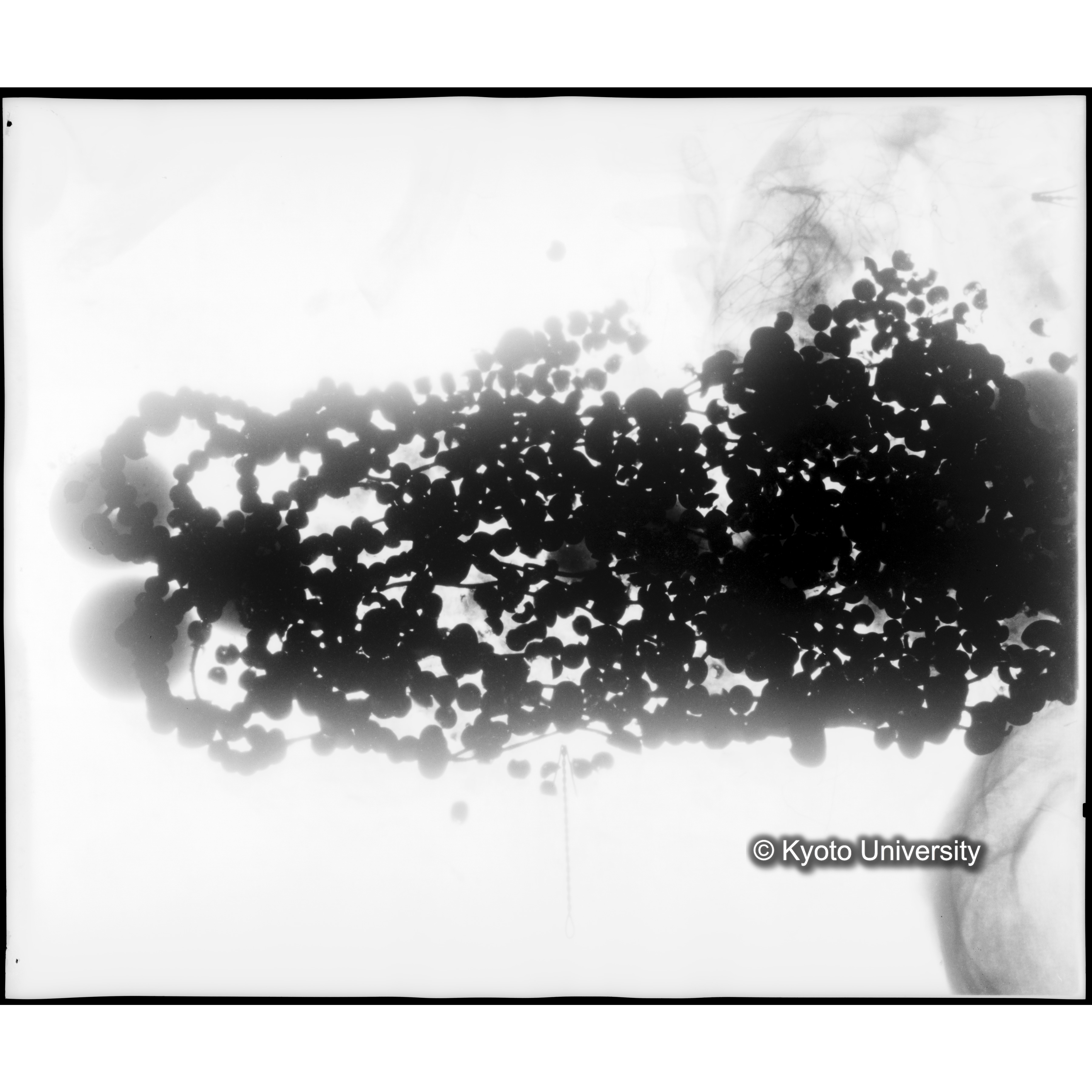 [写真内容] 玉枕レントゲン４ (1)