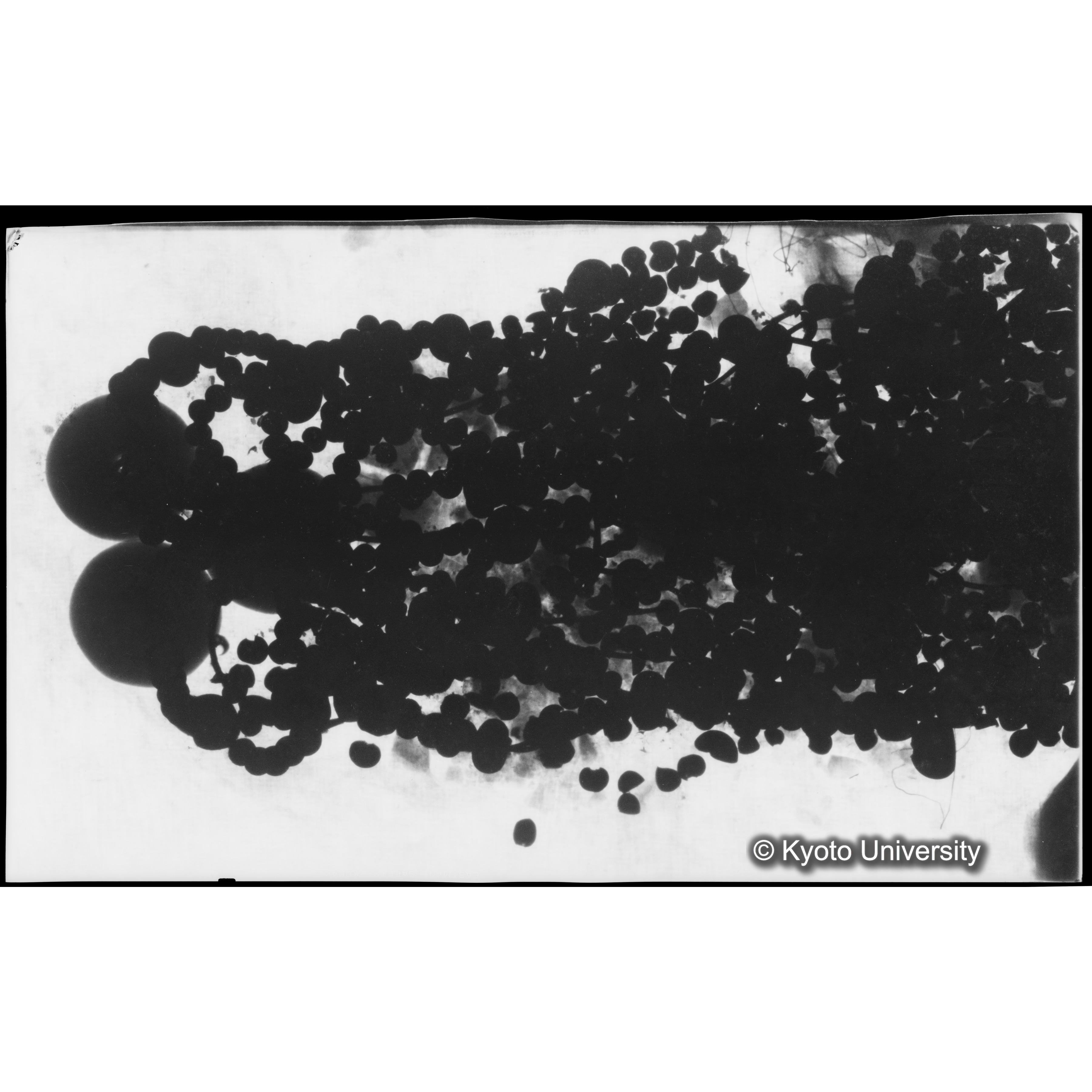 [写真内容] 玉枕レントゲン１ (1)