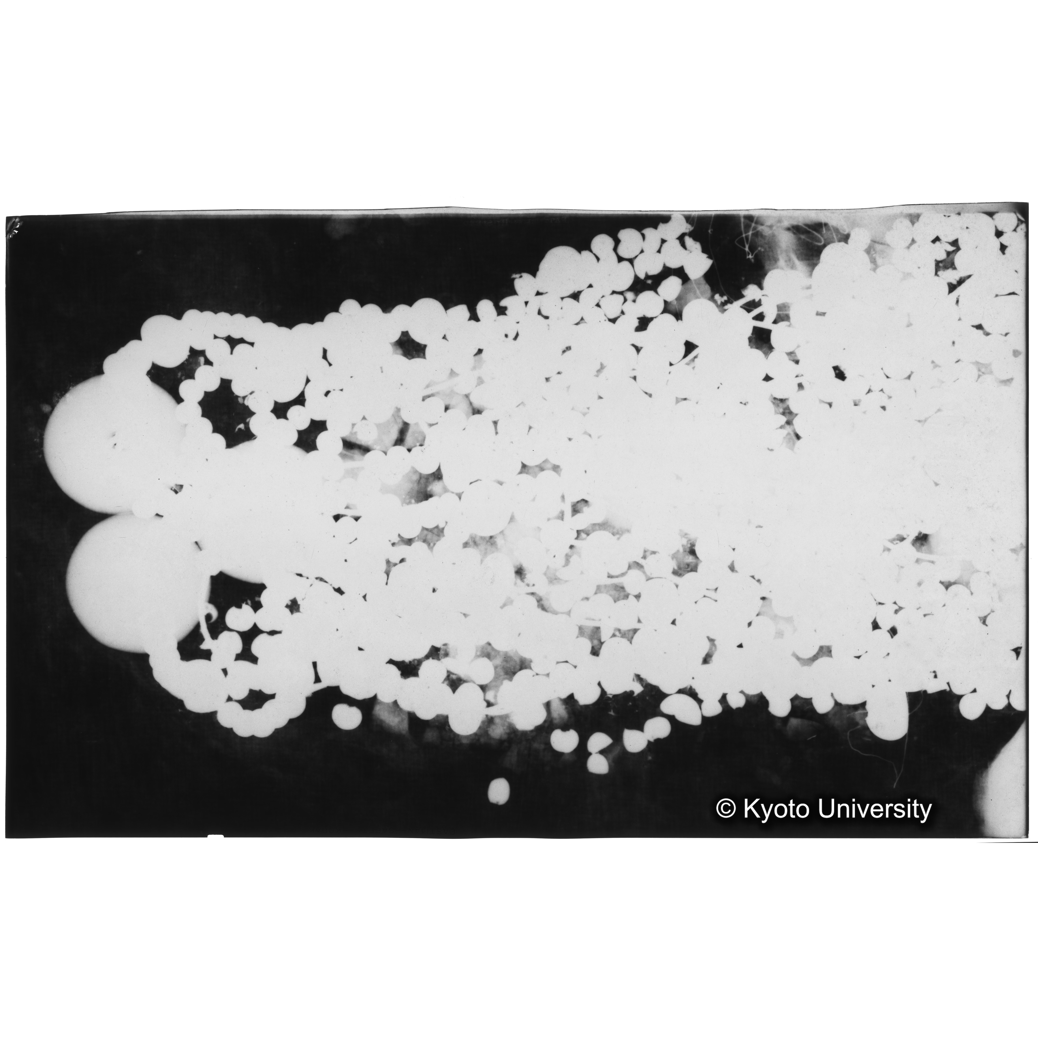 [写真内容] 玉枕レントゲン１ (3)