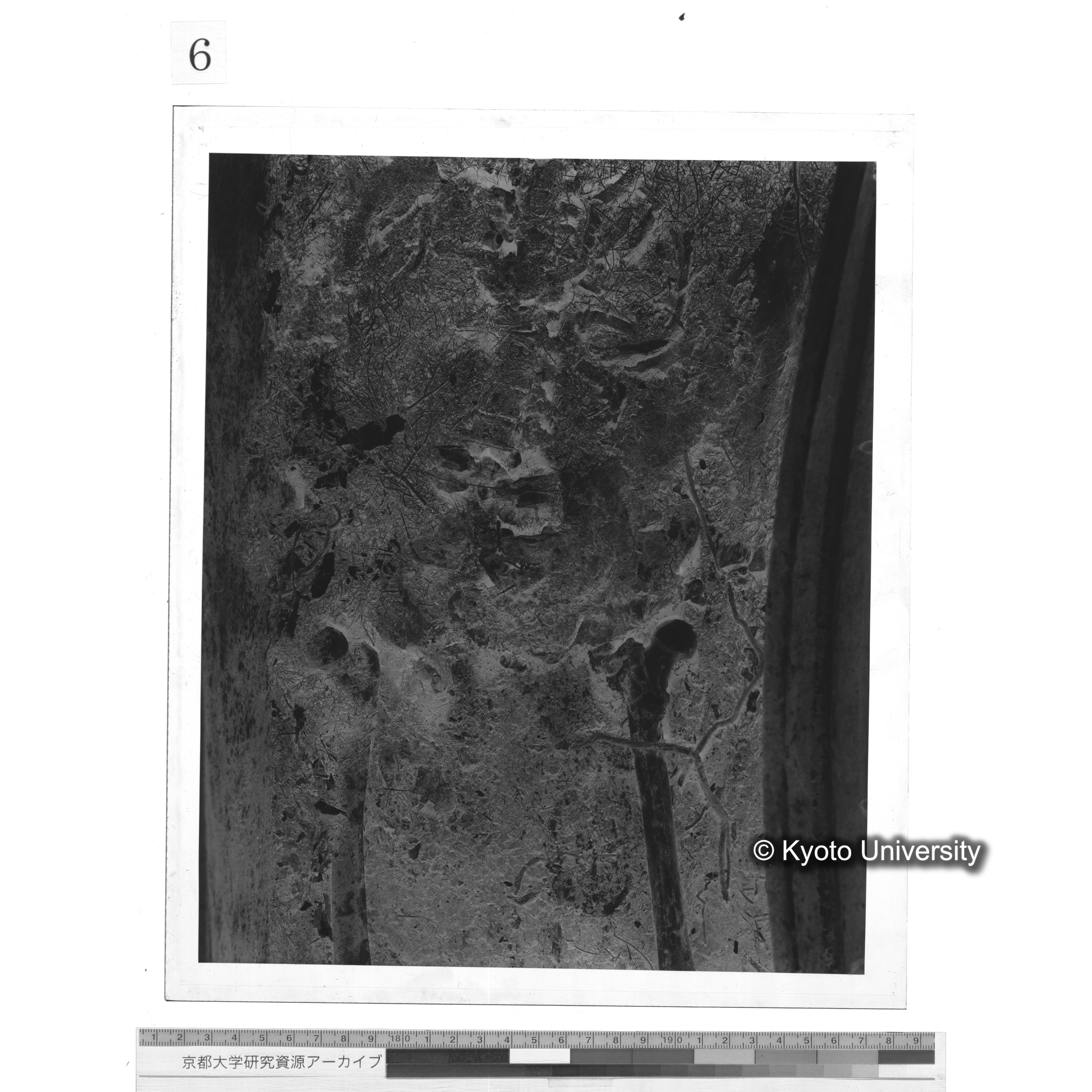 [写真内容] 胸部から腰部 (1)