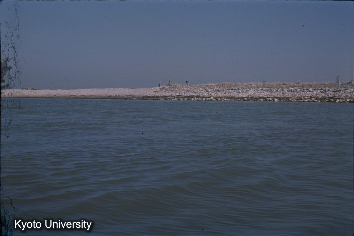 伊曽島村　前面堤（1959） (1)