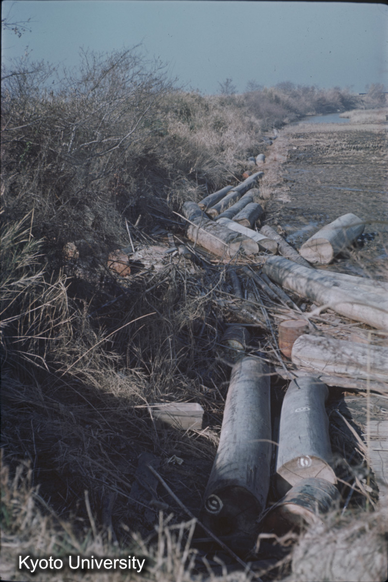 碧南新田内流木（1959） (1)