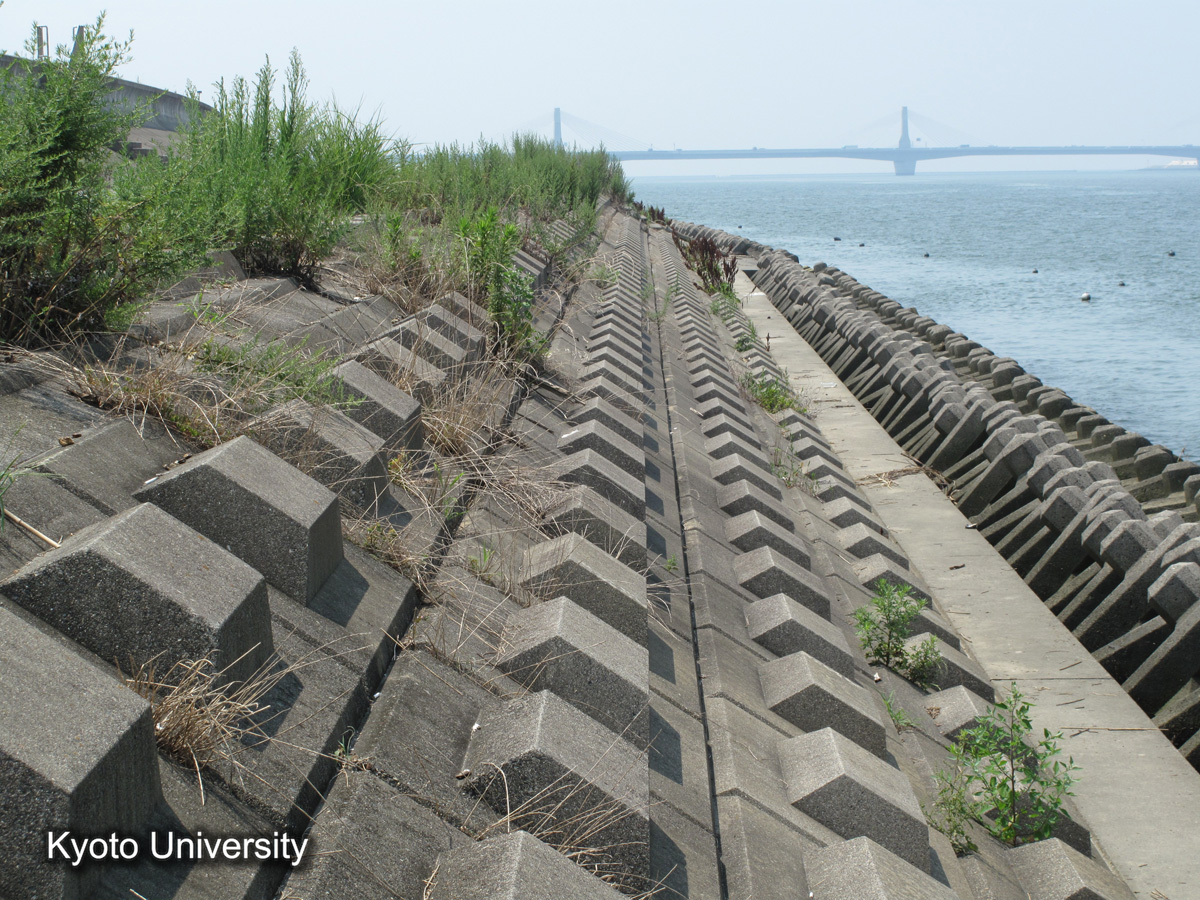 伊曽島村　前面堤（2010） (1)