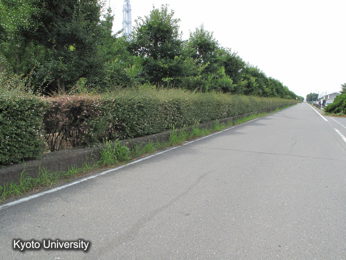 川越干拓　前面堤破堤箇所（2010） (1)