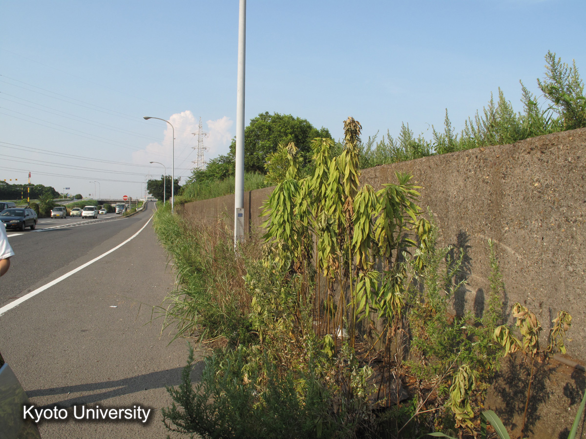 半田市海岸　康衛新田（2010） (1)