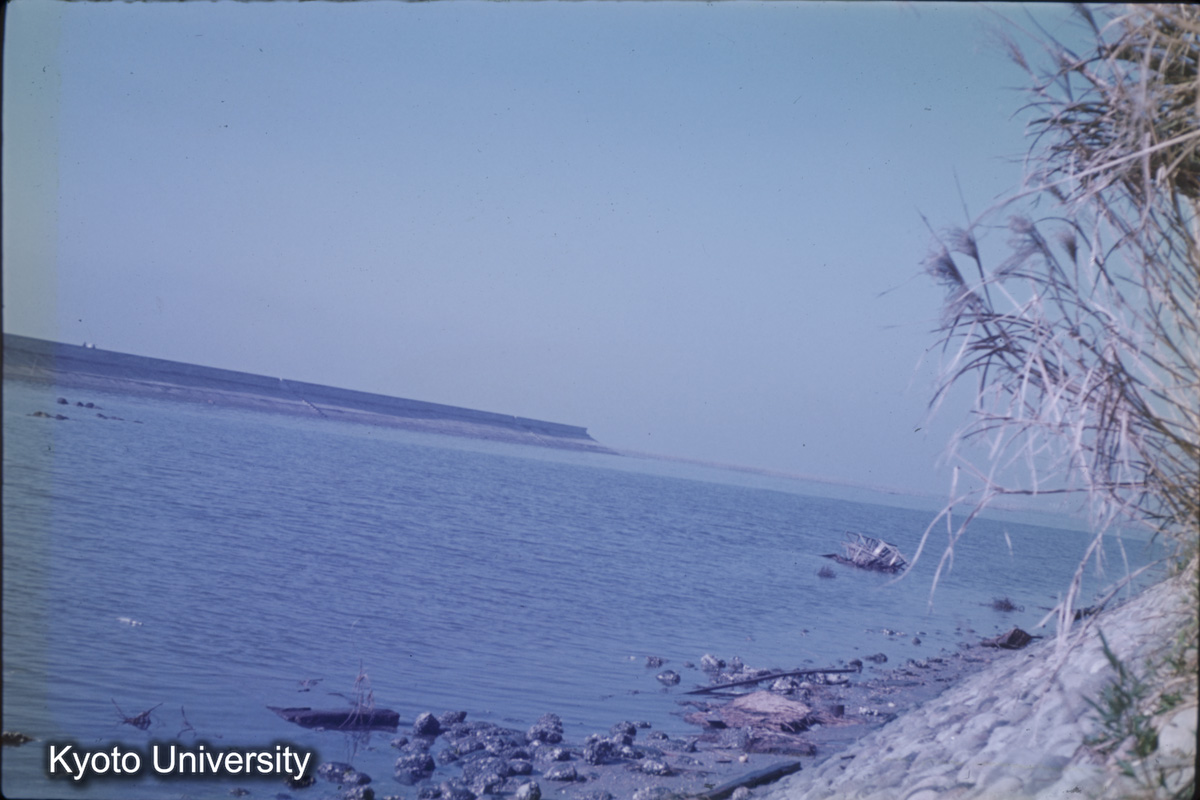 碧南新田より北新田を望む（1959） (1)