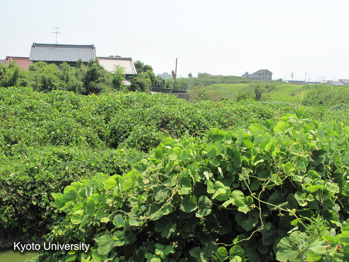 鍋田川中流　破堤箇所（2010） (1)