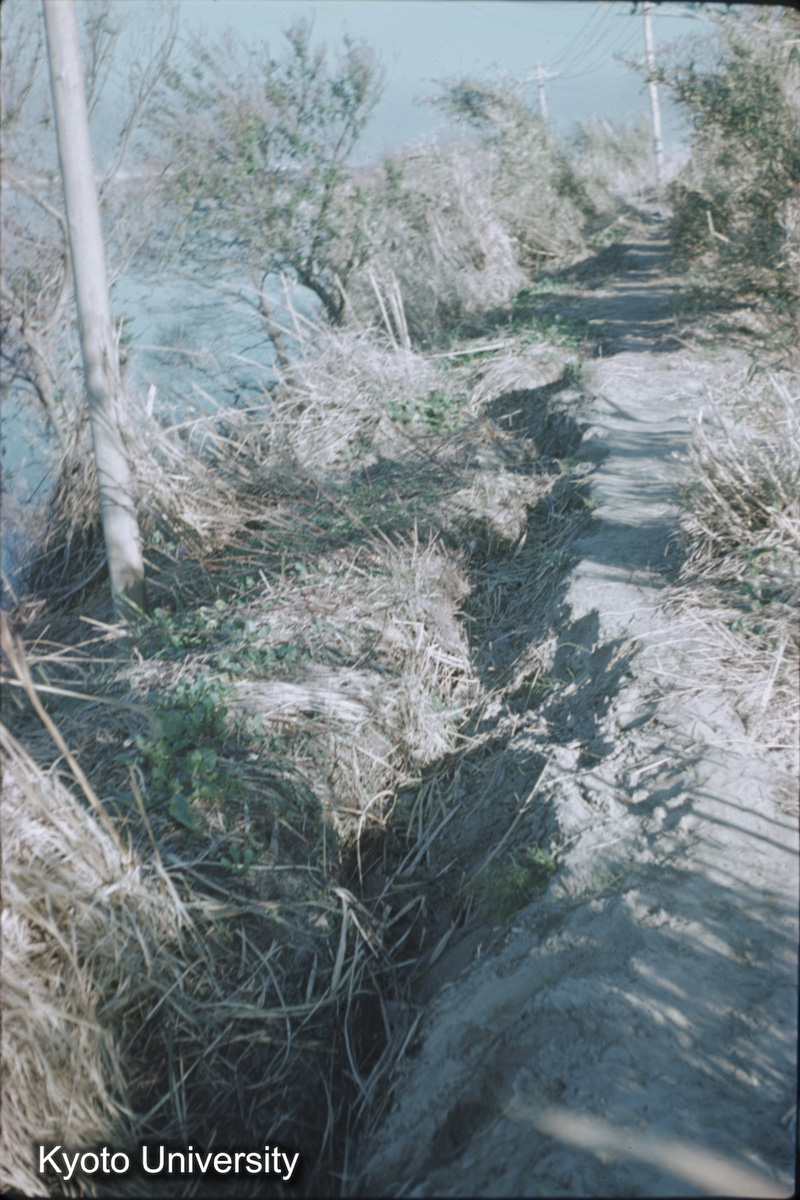 鍋田干拓旧堤（1959） (1)