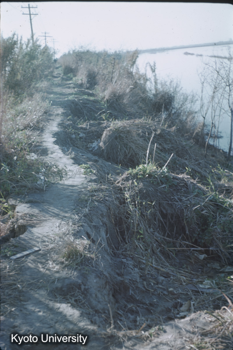 鍋田干拓旧堤（1959） (1)