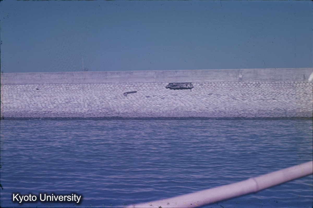 伊曽島村　前面堤（1959） (1)