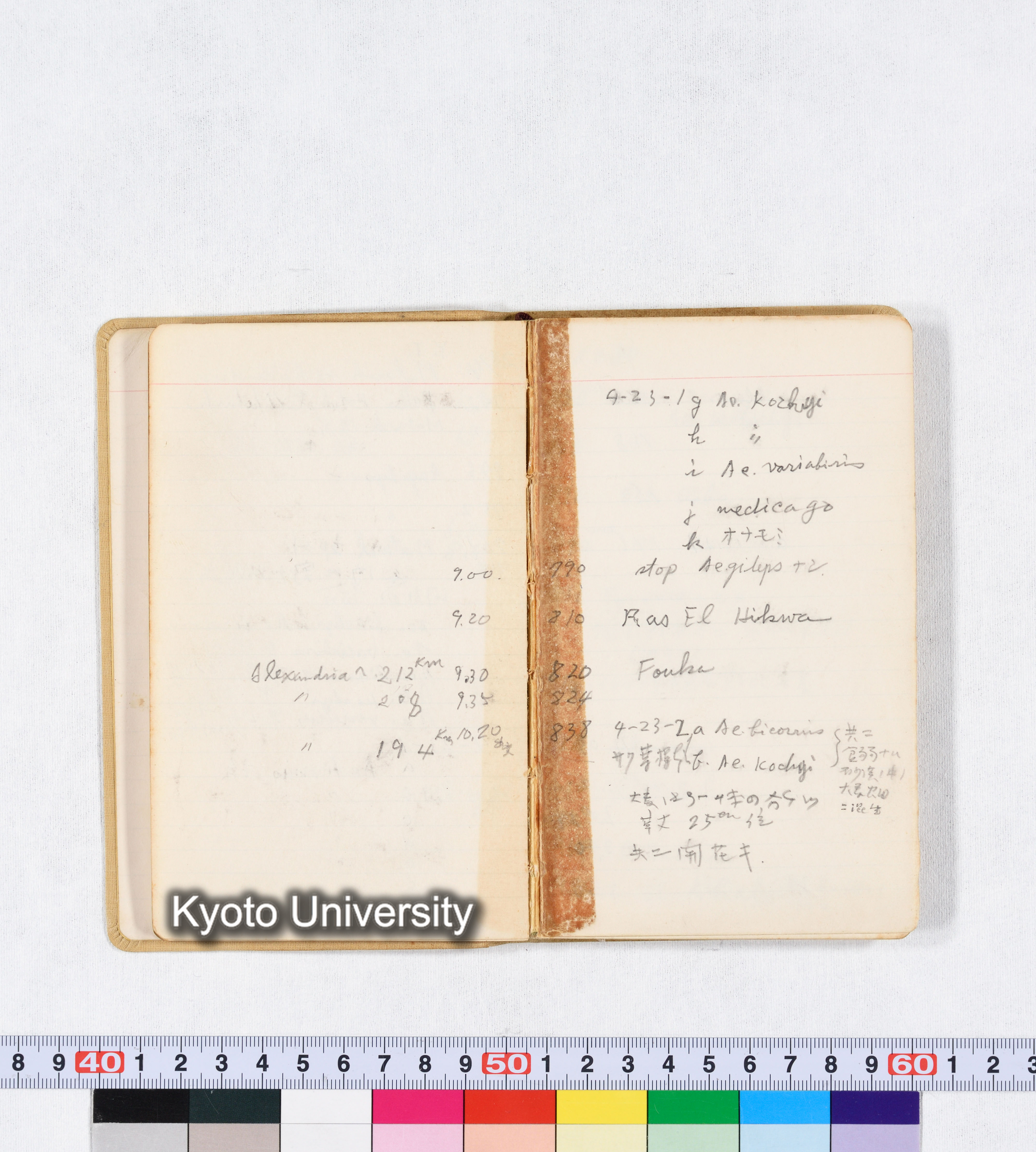 採集 BMUK I 1959 (13)