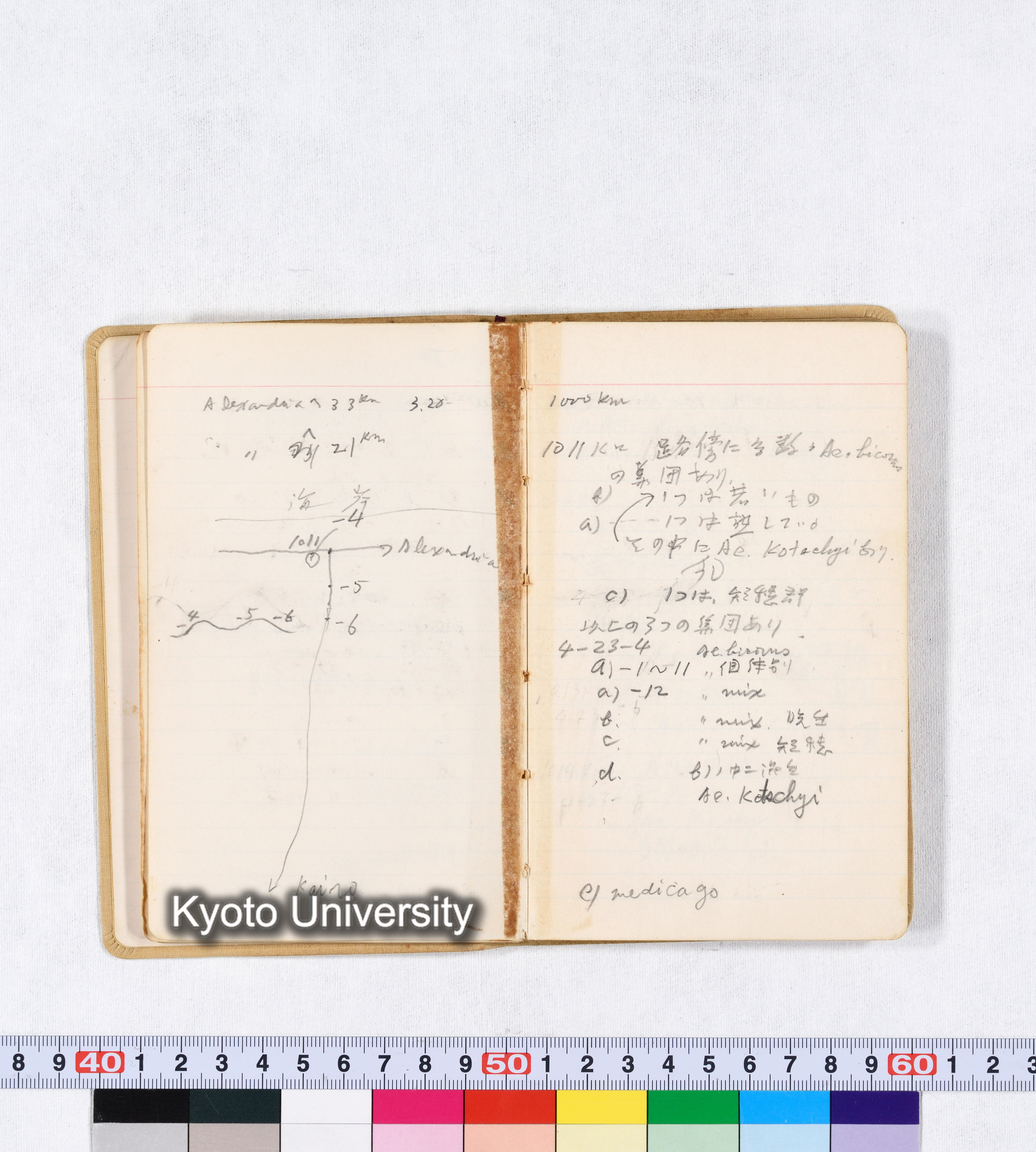 採集 BMUK I 1959 (15)