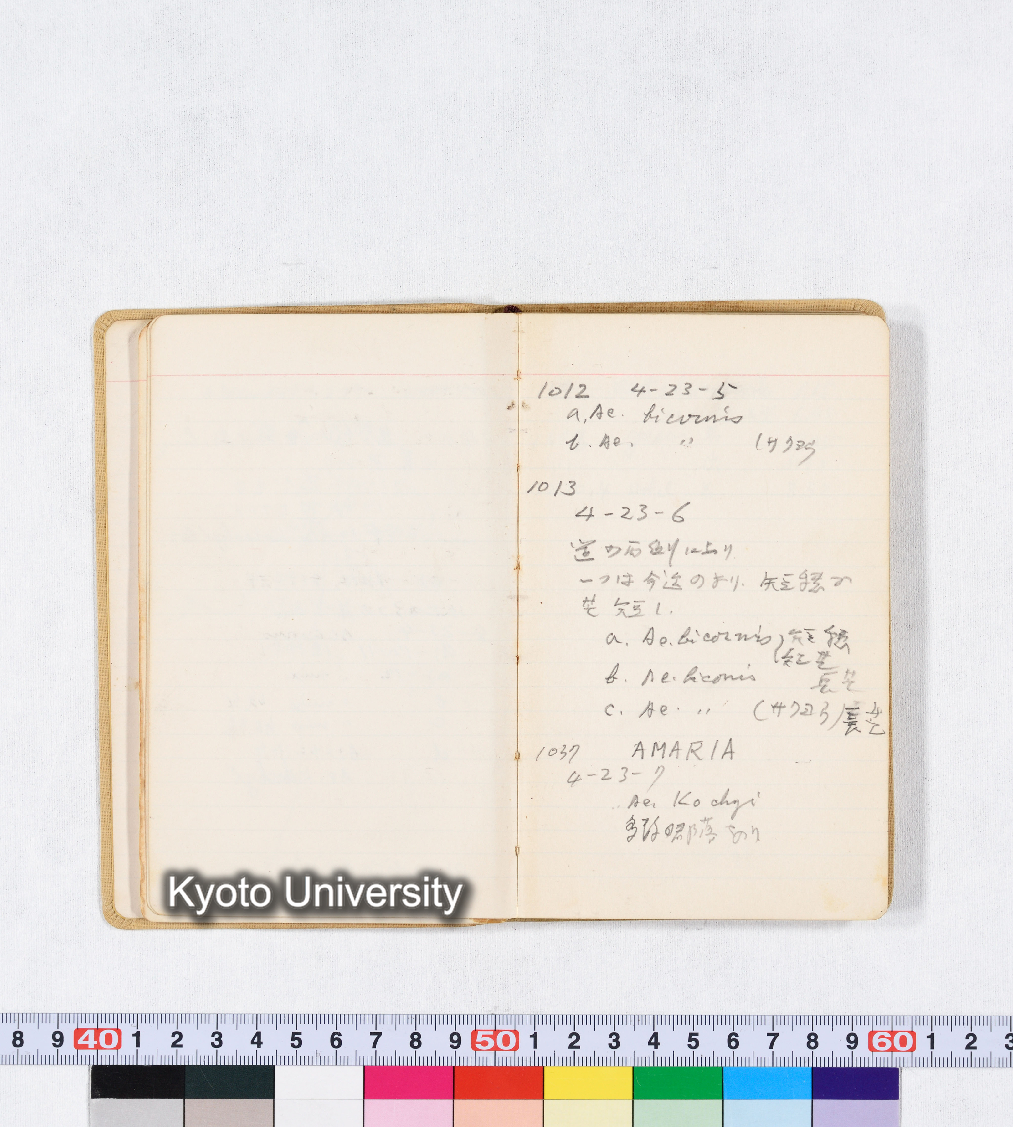 採集 BMUK I 1959 (17)