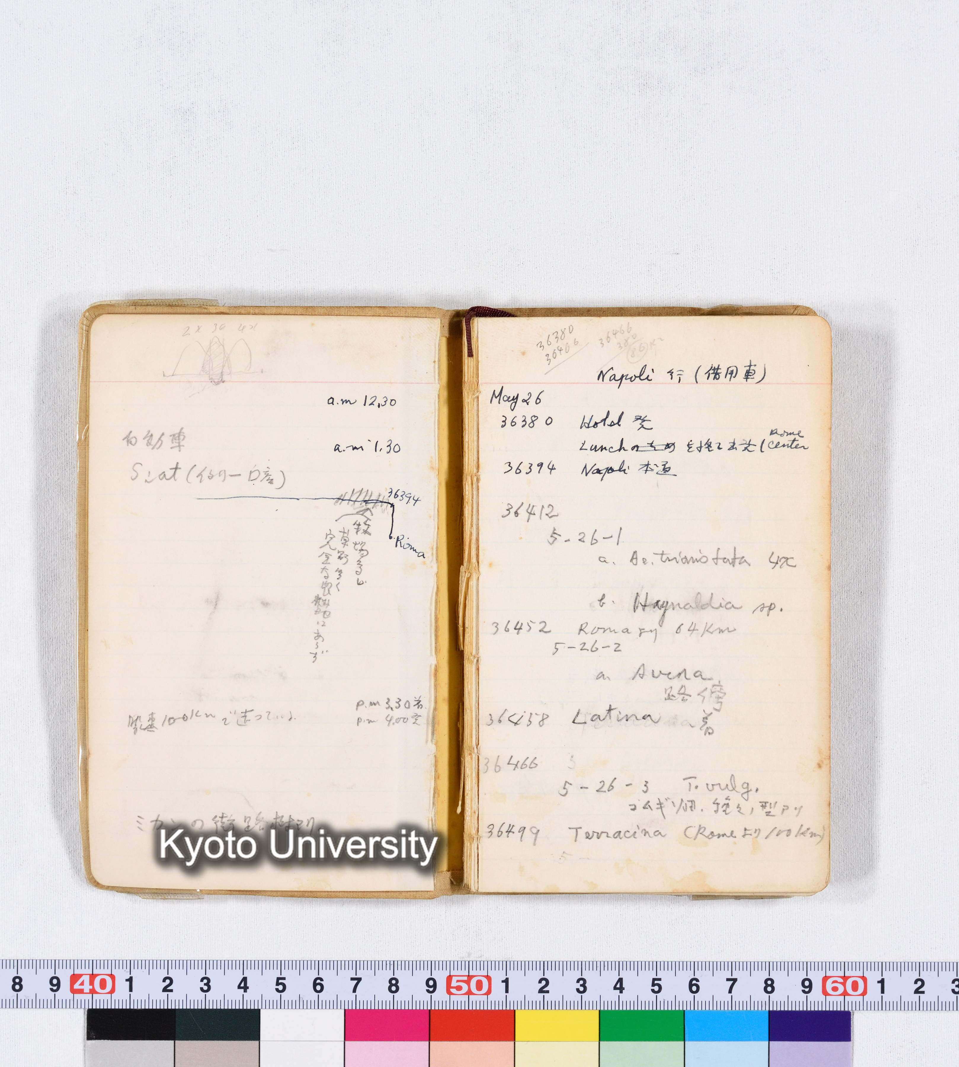 採集 II 1959 BMUK (1)