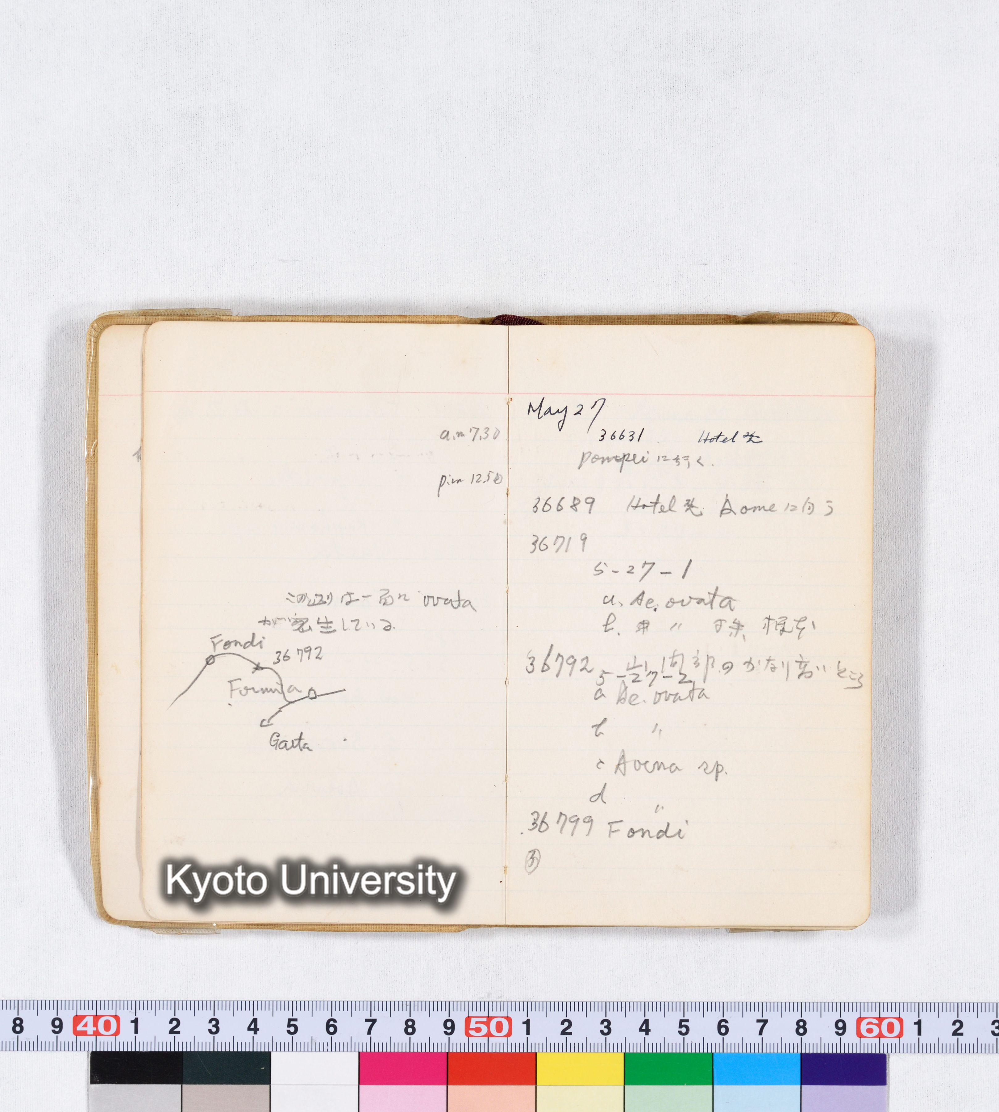 採集 II 1959 BMUK (5)