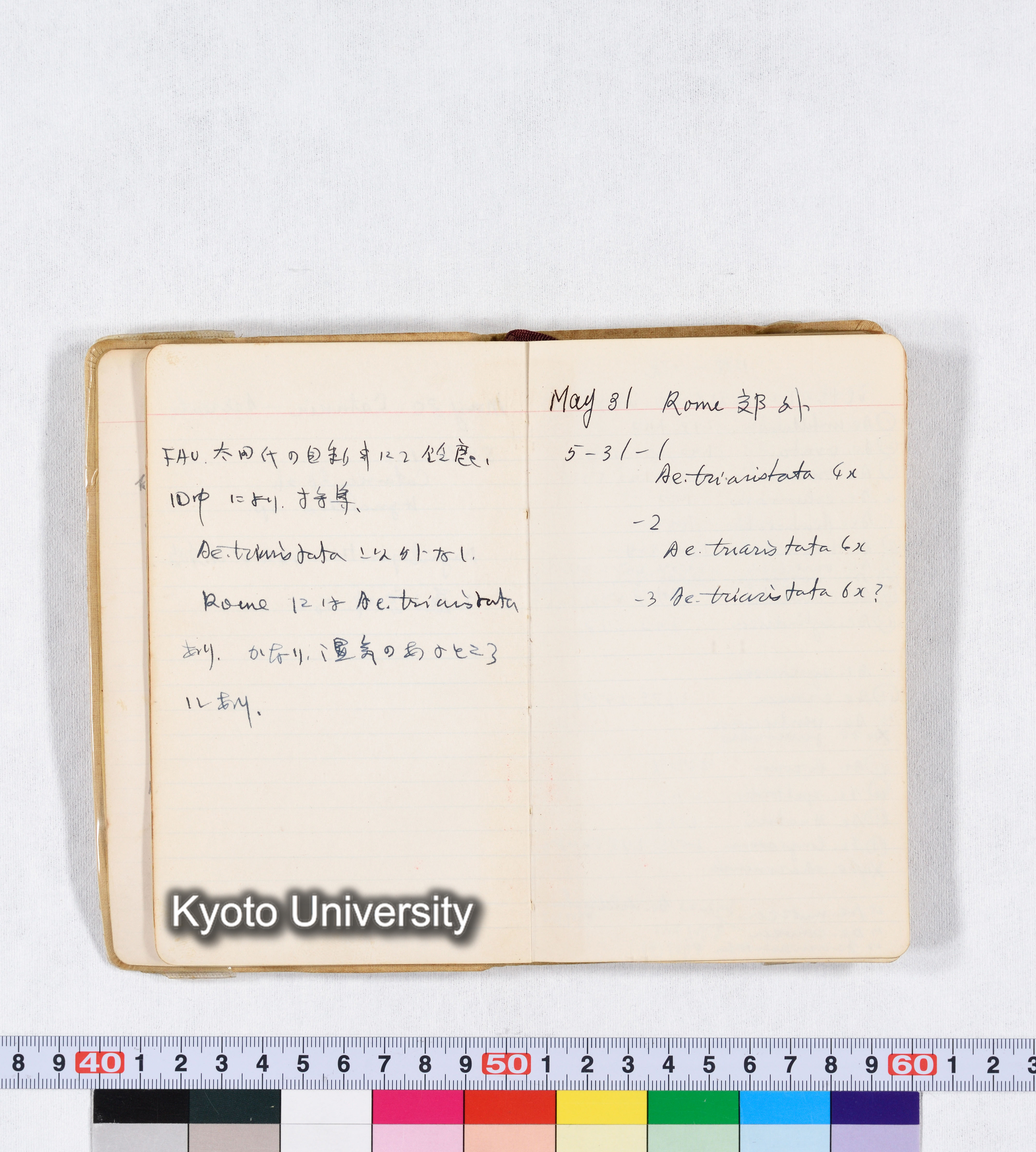 採集 II 1959 BMUK (10)