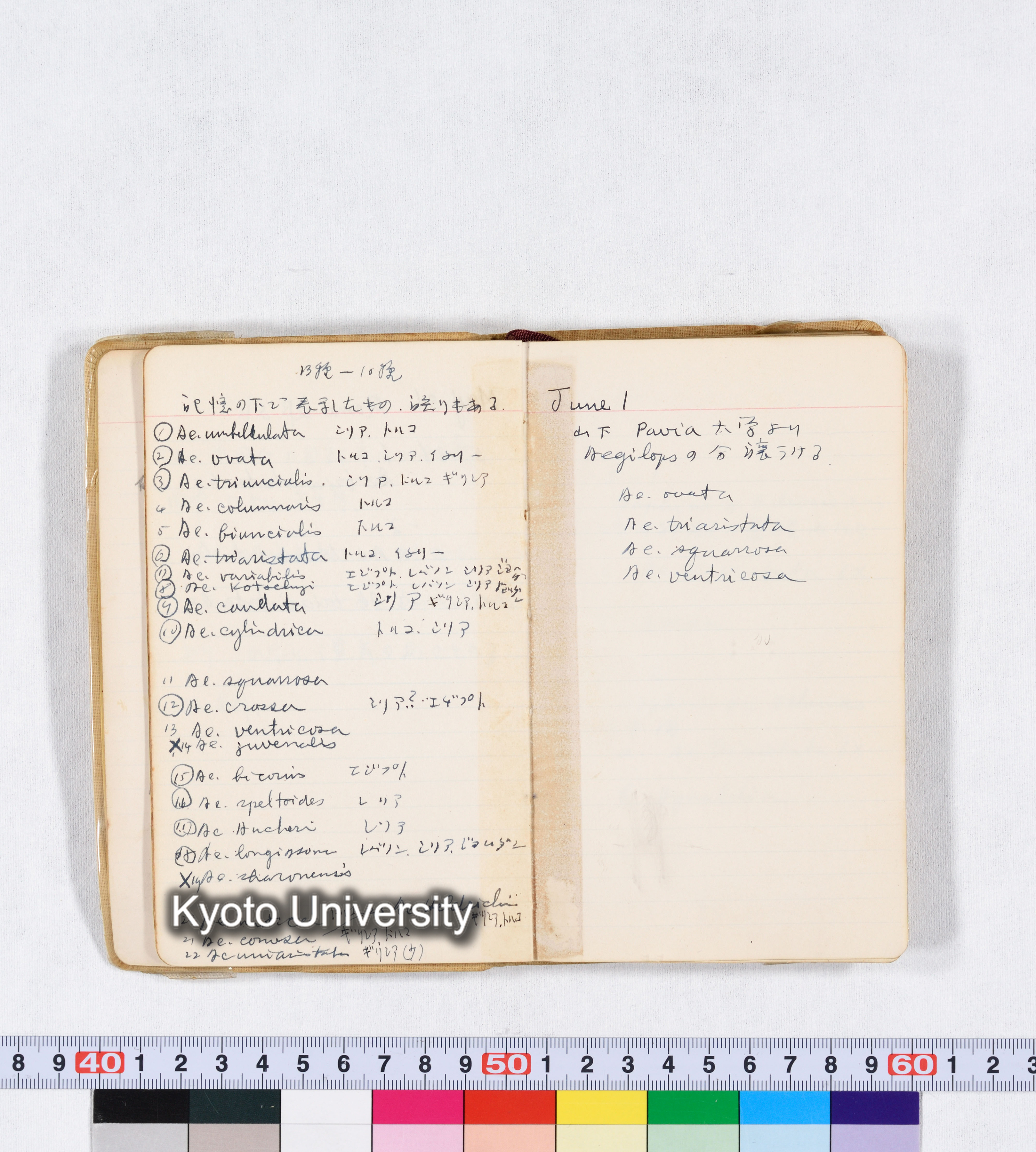 採集 II 1959 BMUK (12)