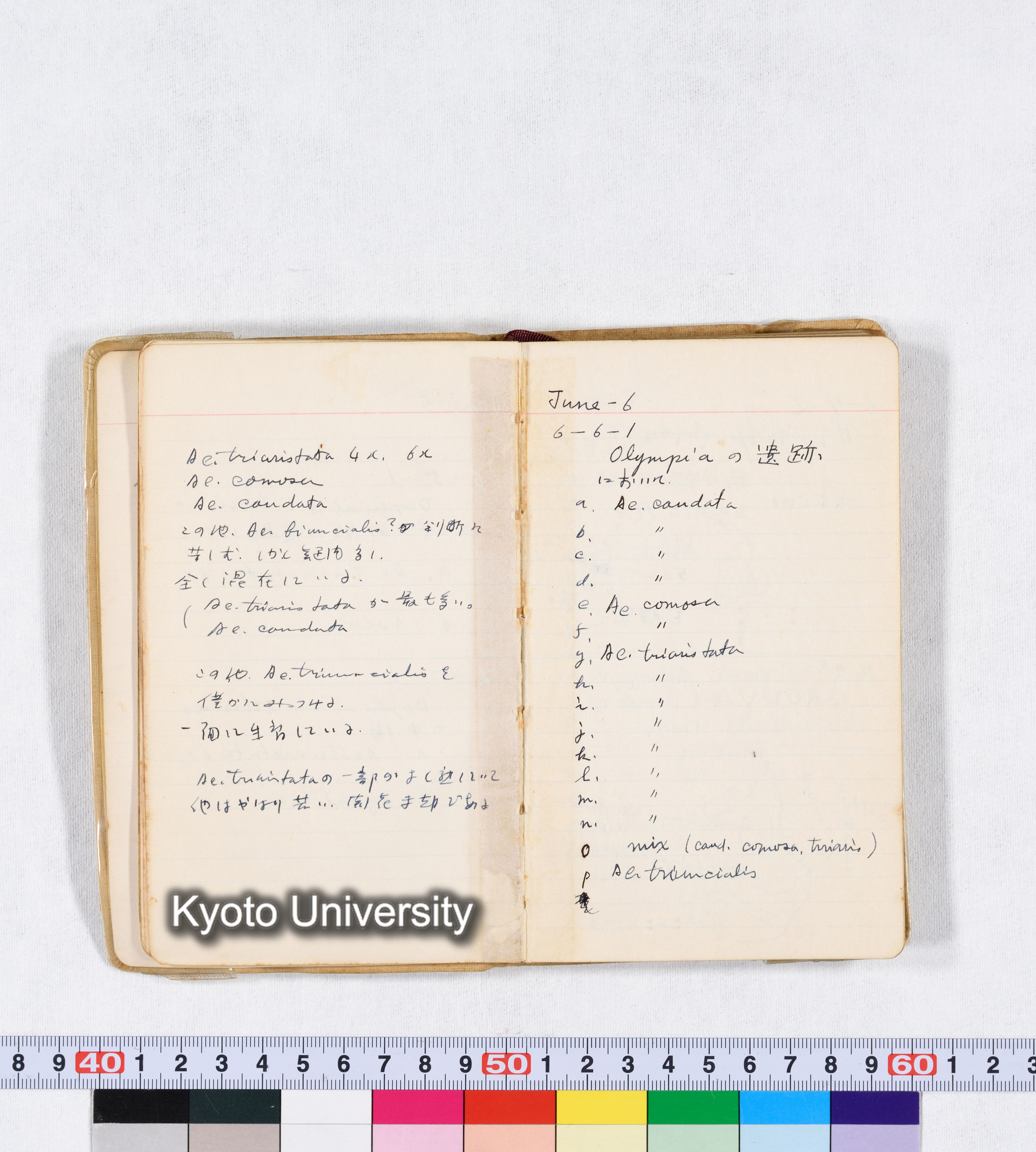 採集 II 1959 BMUK (14)