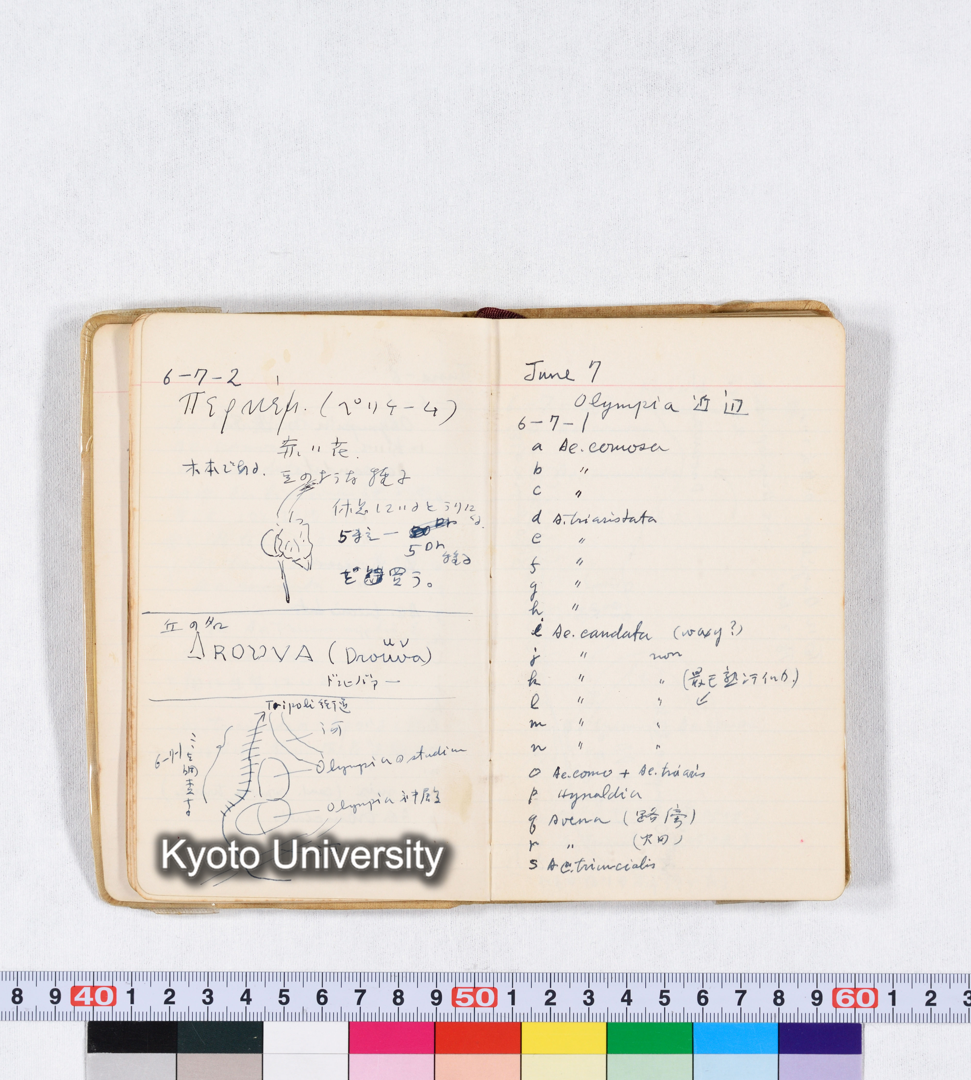 採集 II 1959 BMUK (15)