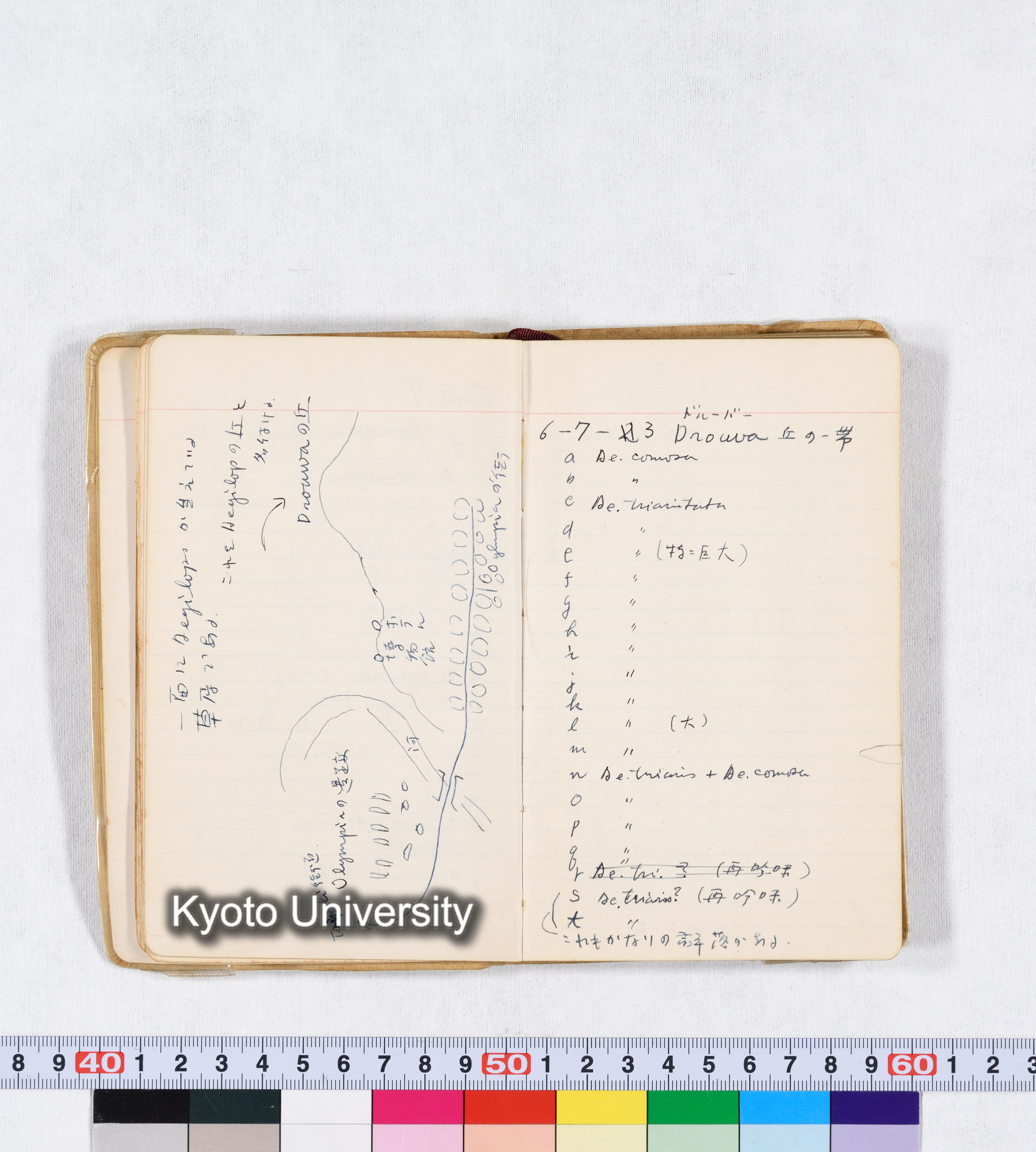 採集 II 1959 BMUK (16)