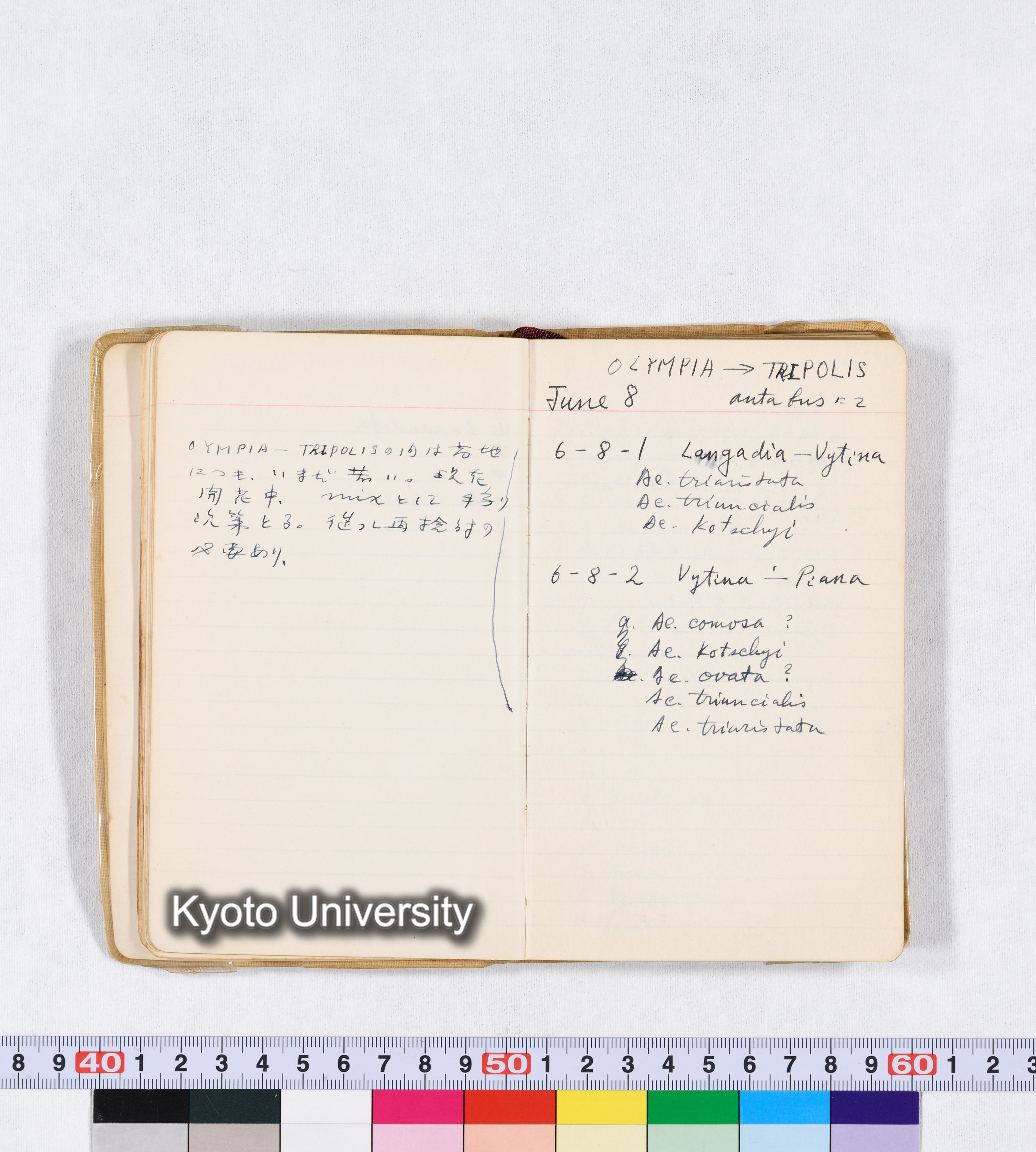 採集 II 1959 BMUK (18)