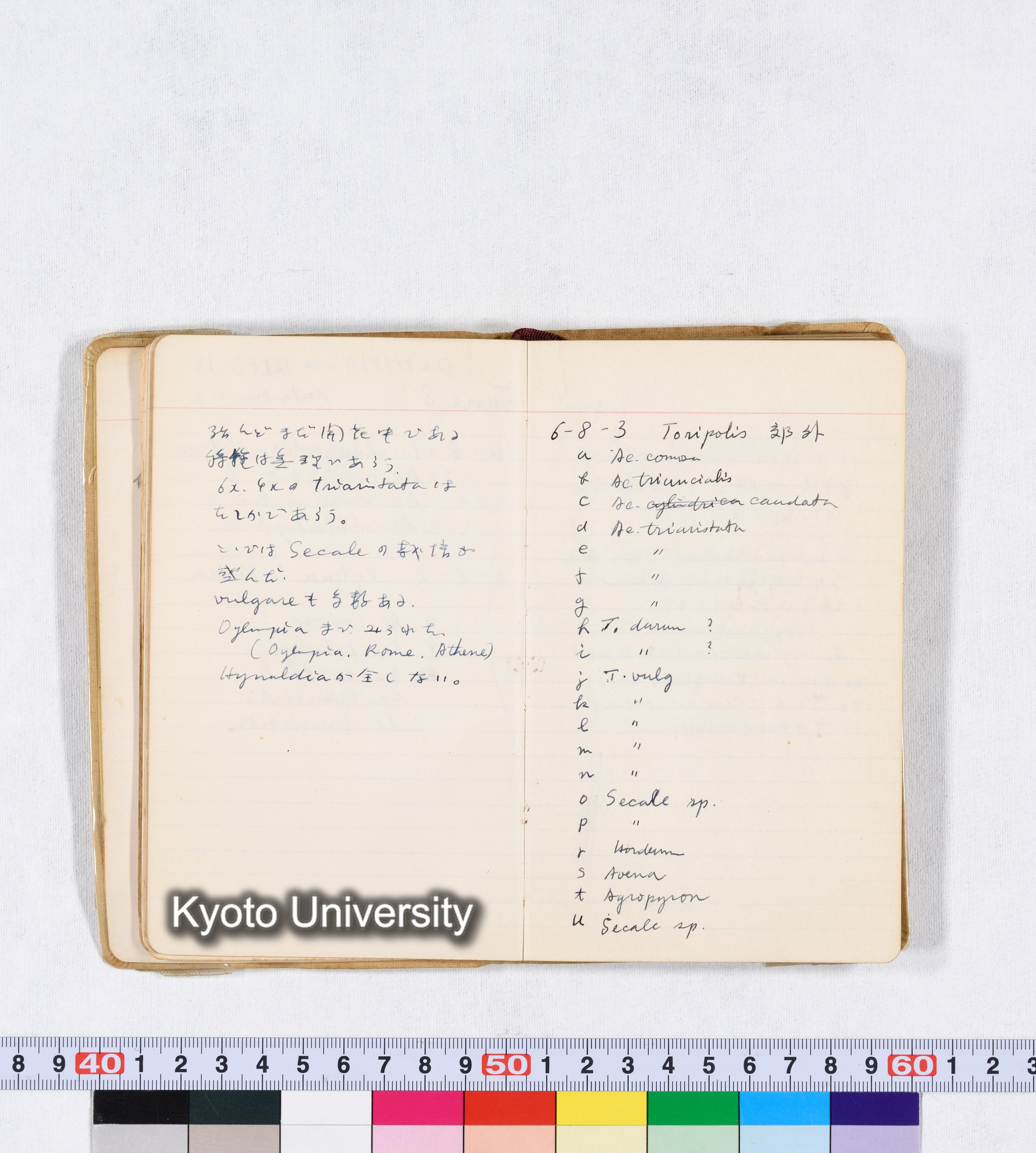 採集 II 1959 BMUK (19)