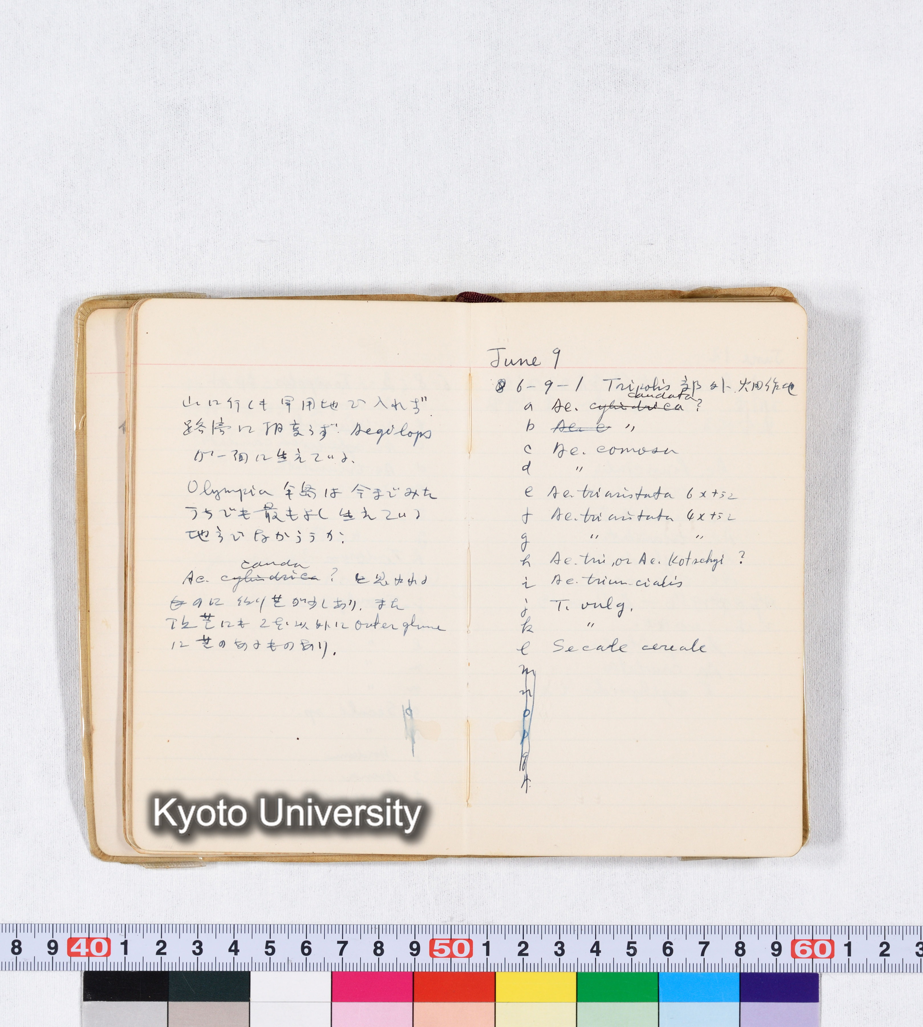 採集 II 1959 BMUK (20)