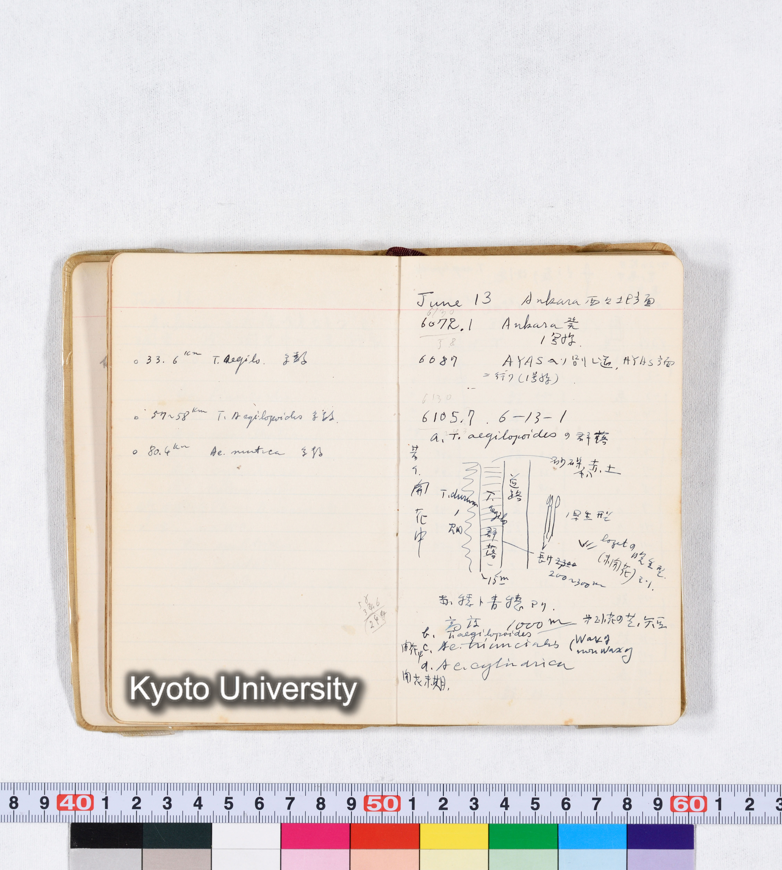 採集 II 1959 BMUK (21)