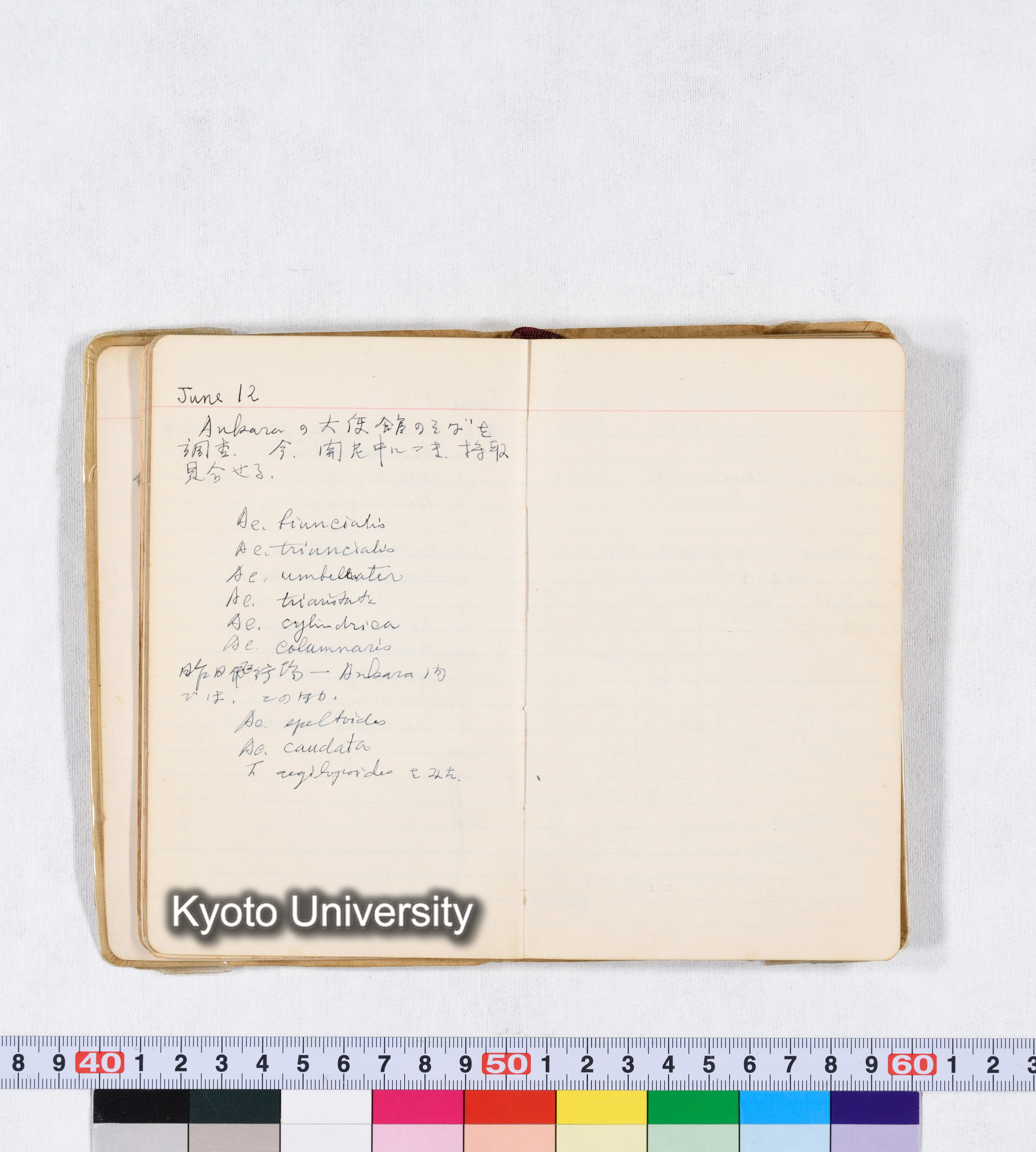 採集 II 1959 BMUK (22)